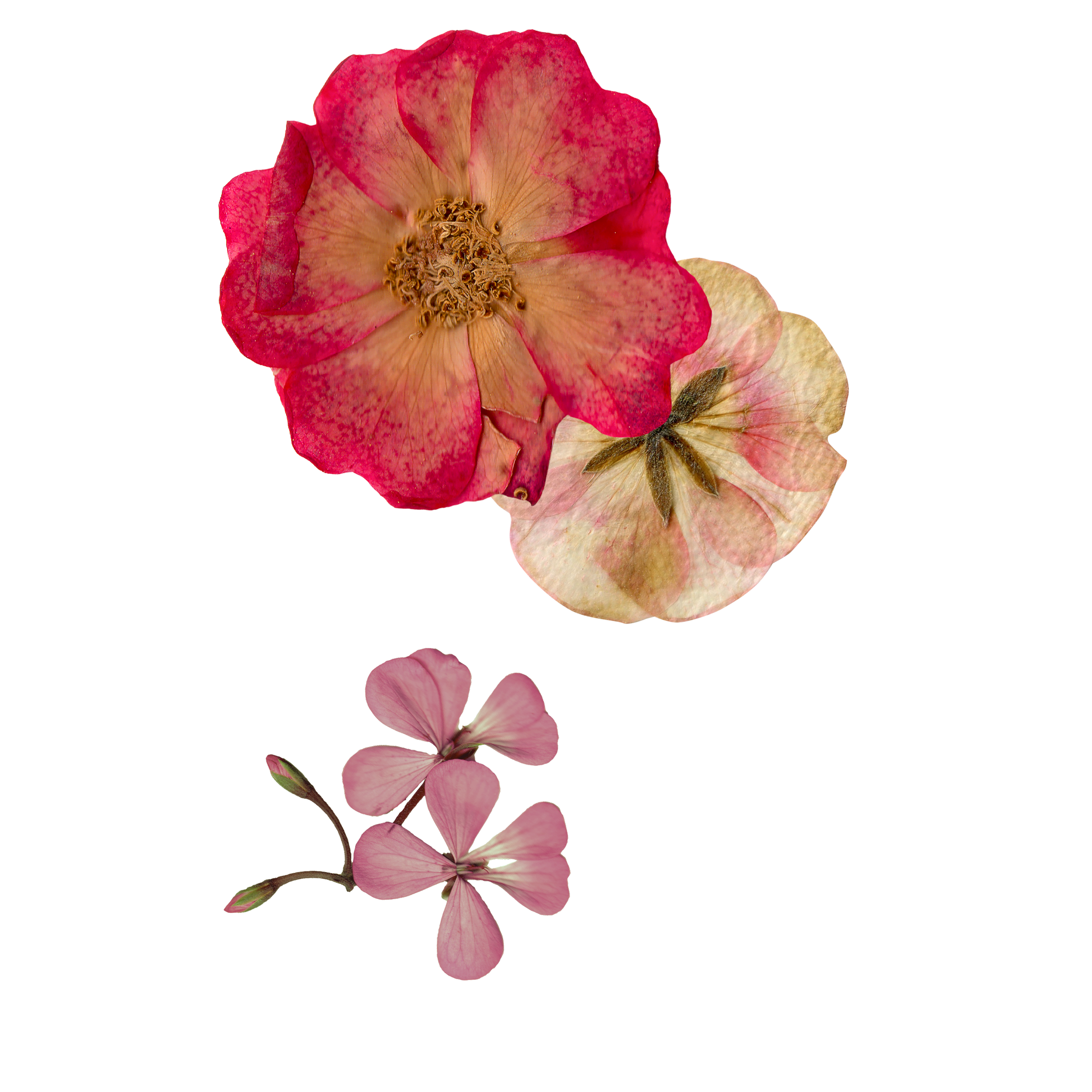 Close-up of pink and peach-colored flowers with green stems and buds on a black background.