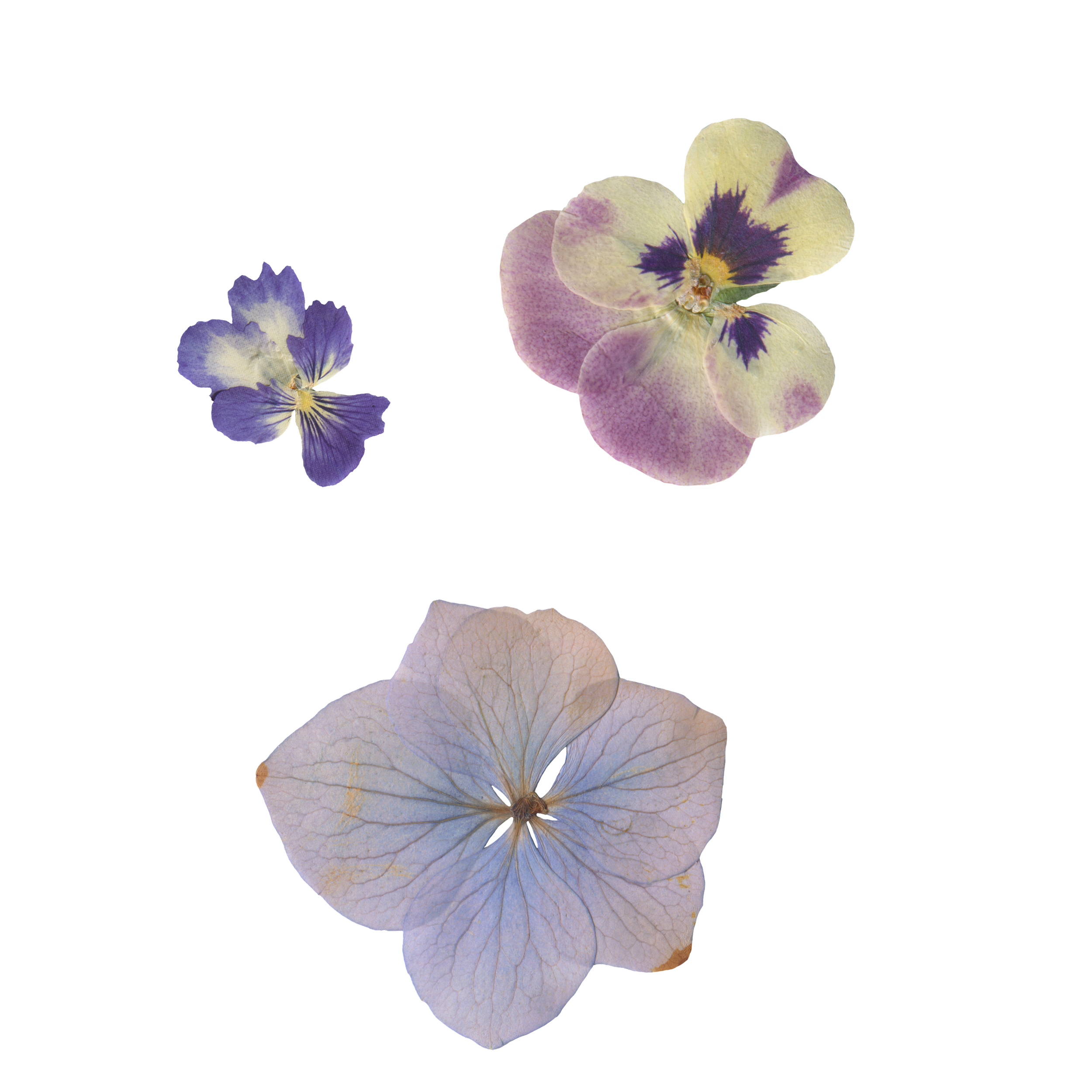 Close-up of three pale-colored hydrangea flowers with purple and blue markings on a black background.