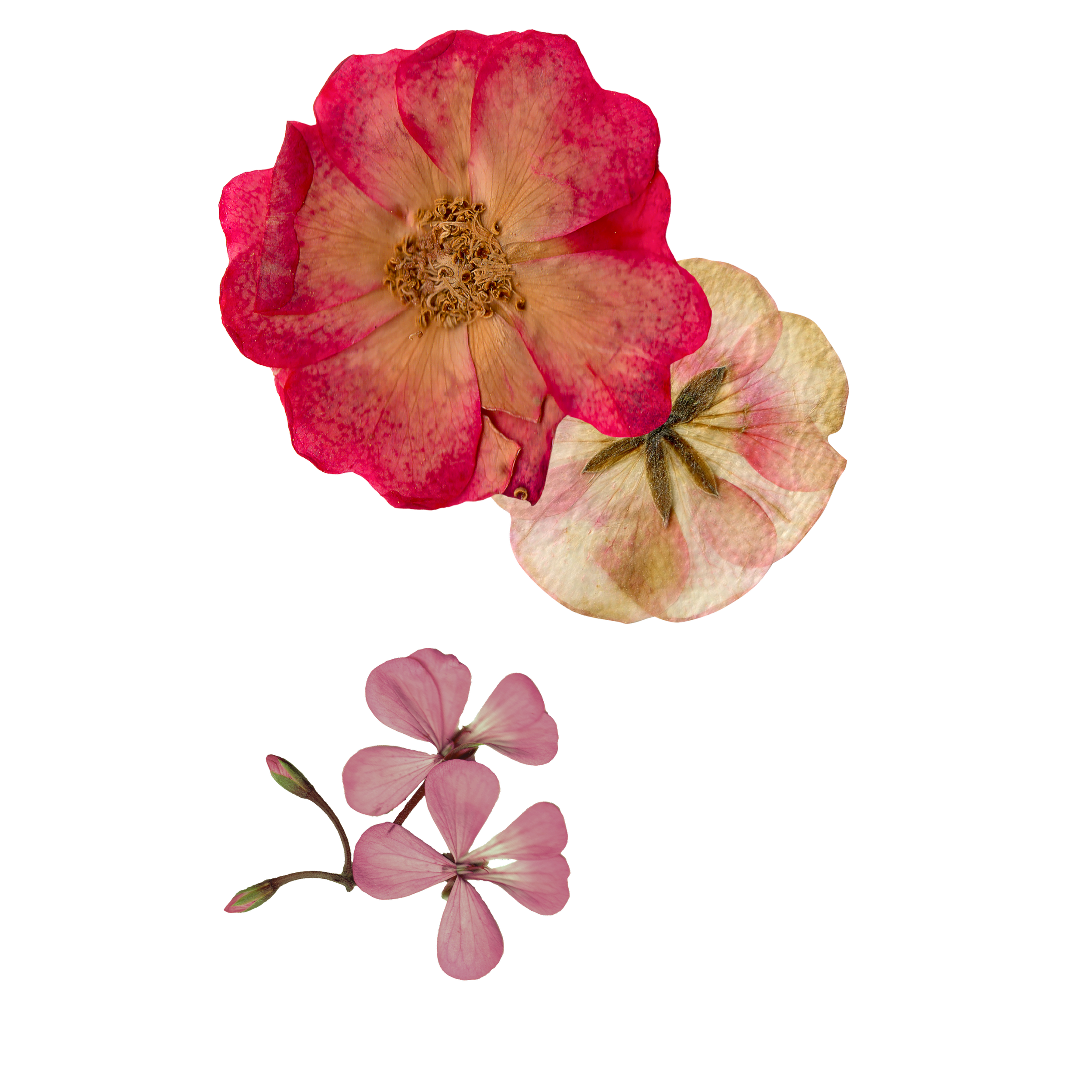 Close-up of a pink and peach rose with dried petals and a pink flower below it.