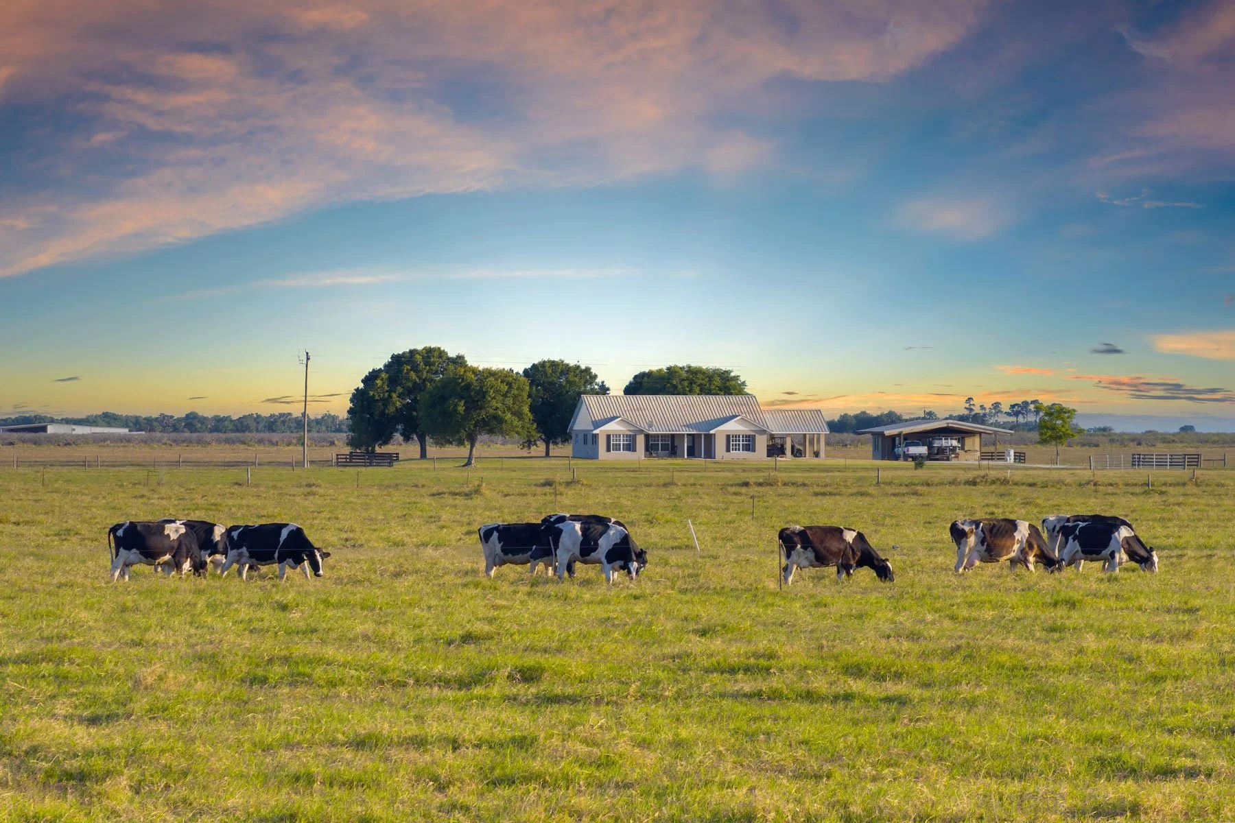A rural farm scene at sunset with multiple black and white cows grazing on green grass, a white house with a metal roof, a barn, trees, and a fence in the background under a colorful sky with pink and blue clouds.