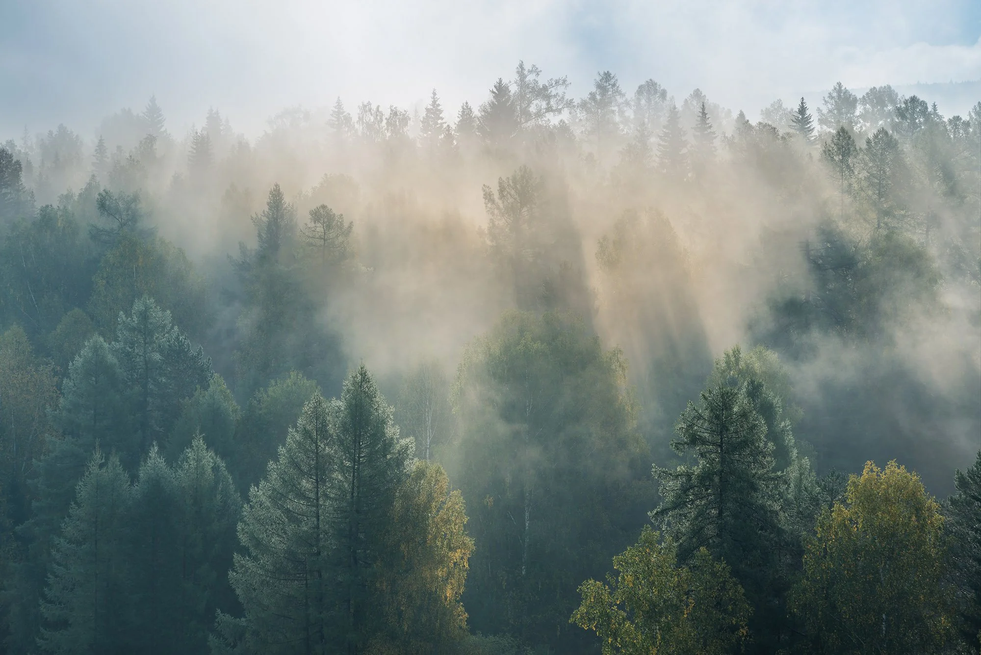Usvainen vihreä metsä