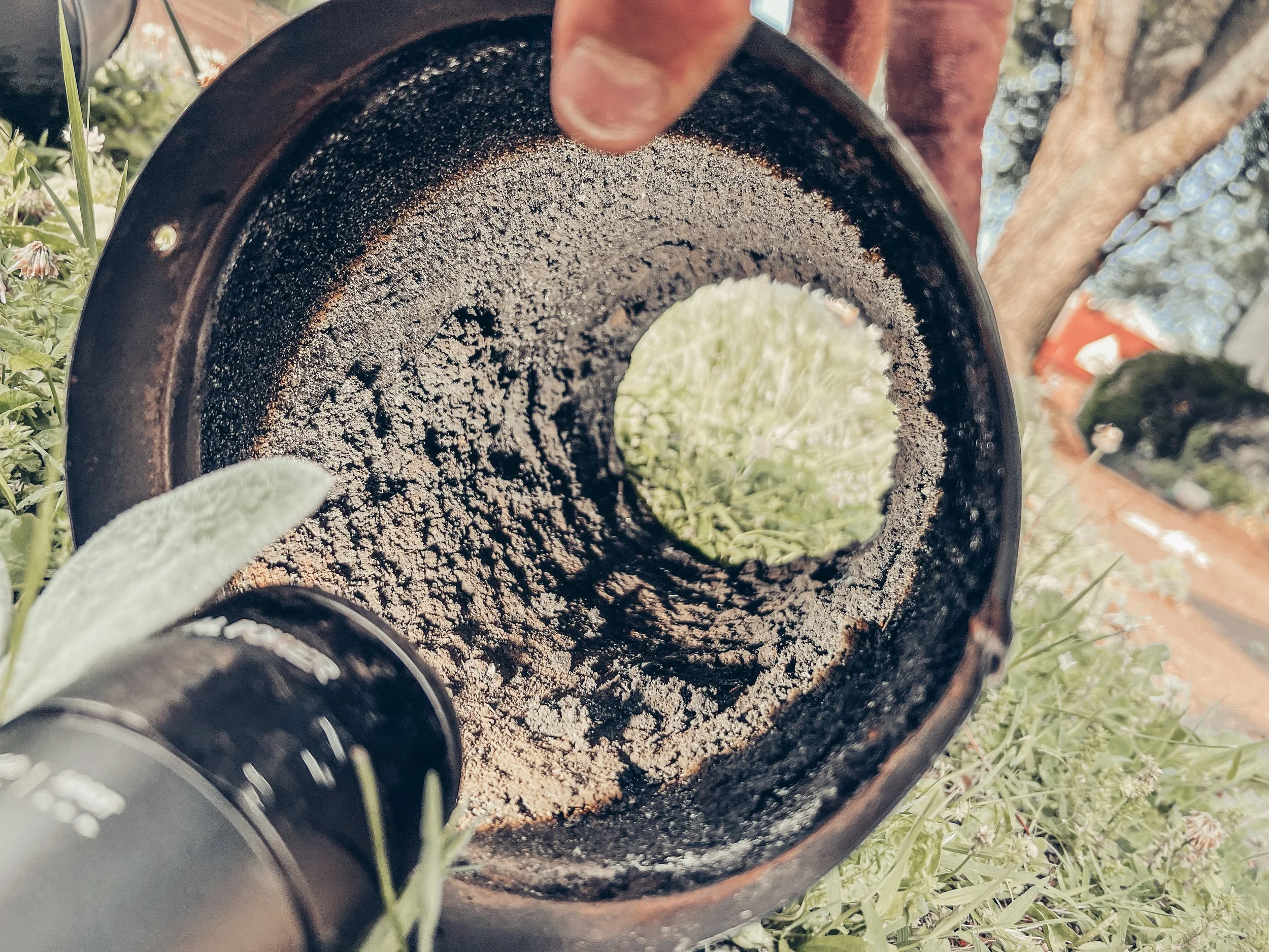 View inside a black circular planter with dark soil, with a small succulent plant growing in the center. Surrounding the planter are other plants and greenery.