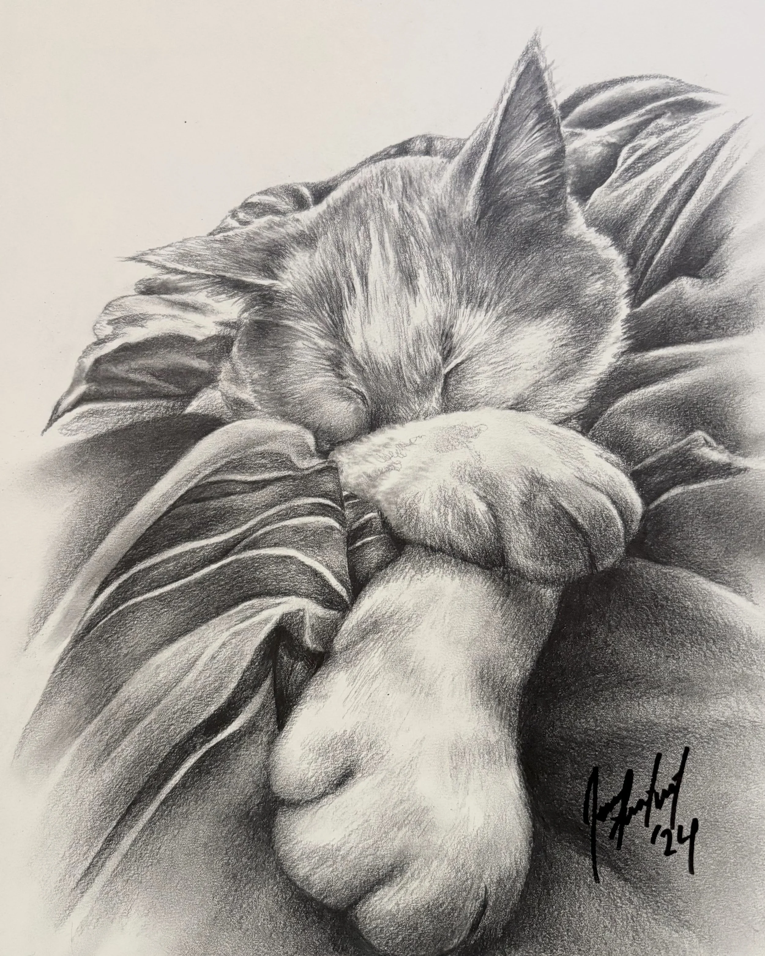 A detailed black and white pencil drawing of a sleeping cat curled up on a piece of clothing, with realistic shading and texture.