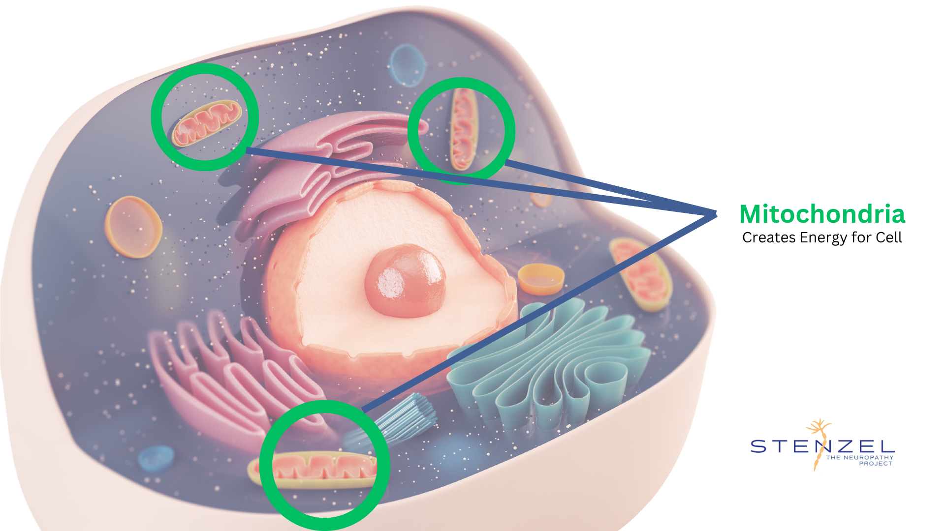 Illustration of a cell highlighting the mitochondria, which create energy for the cell.