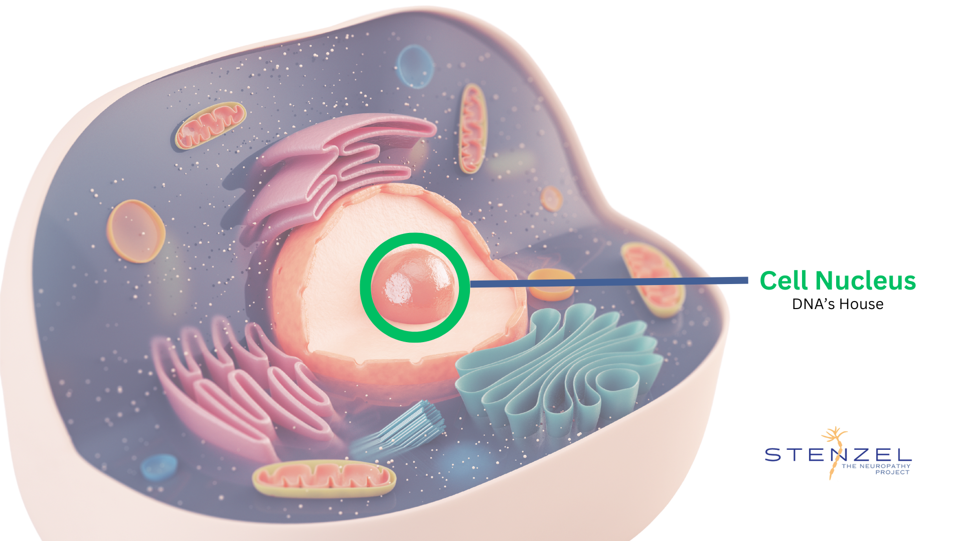 Diagram of a cell showing the nucleus with a label pointing to it, stating 'Cell Nucleus, DNA's House'.