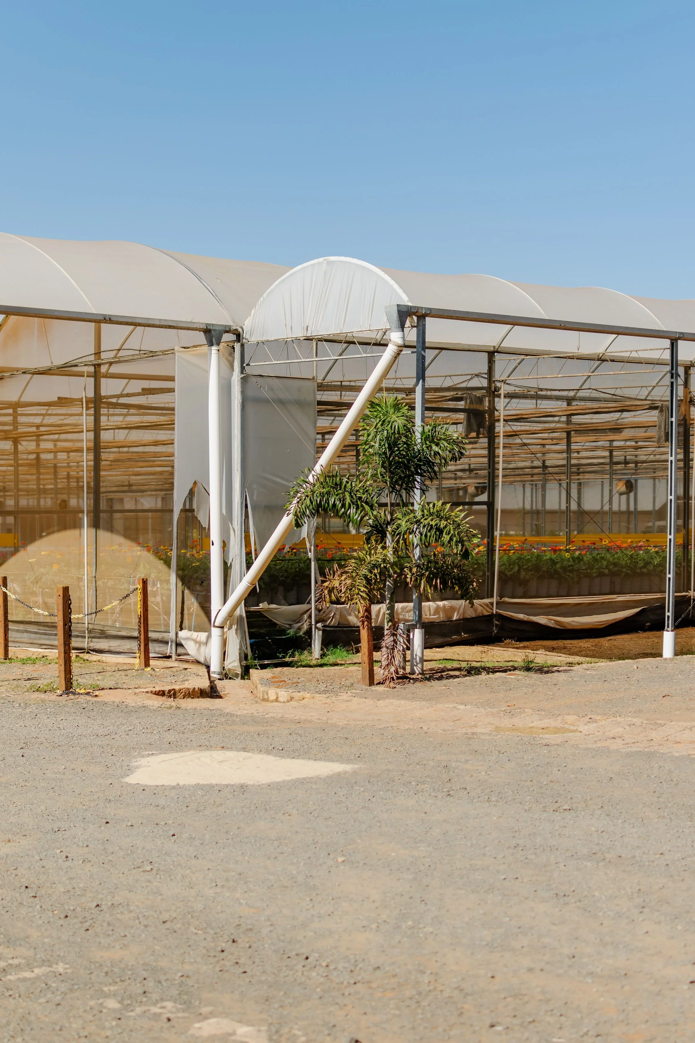 A greenhouse with semi-transparent white arches and a metal framework, surrounded by plants and a gravel pathway in front, under clear blue sky.