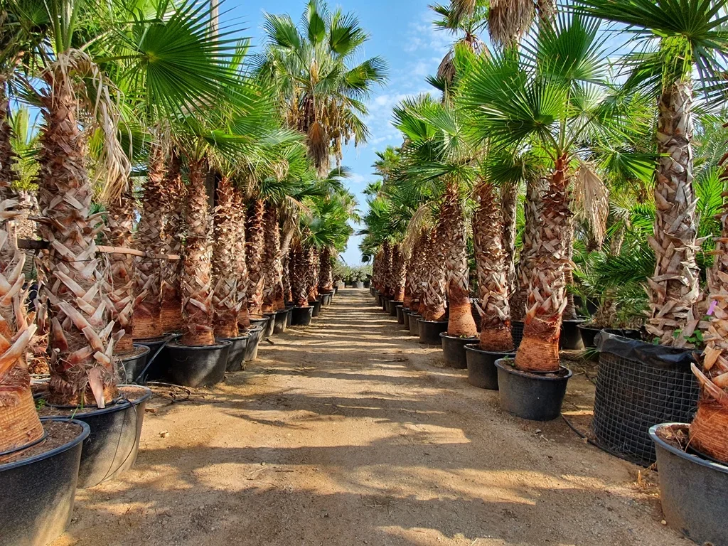 A pathway between rows of potted palm trees in a nursery or garden center under a partly cloudy sky.