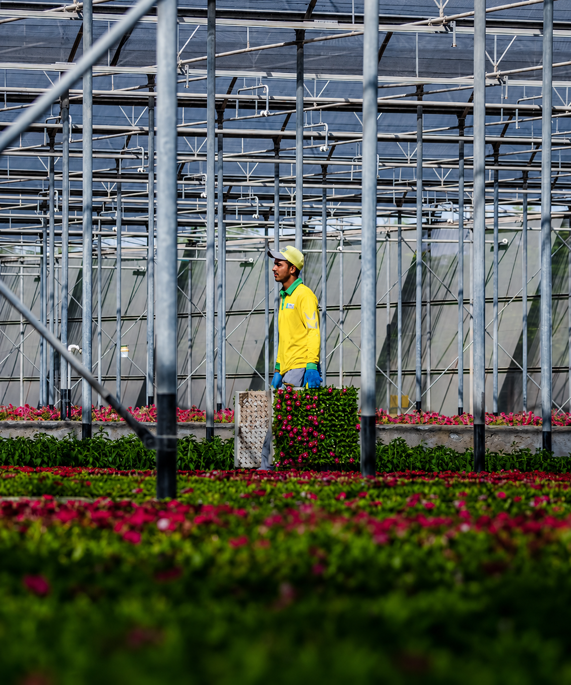 A worker in a greenhouse surrounded by metal scaffolding and rows of pink and red flowering plants, holding a crate of flowers.