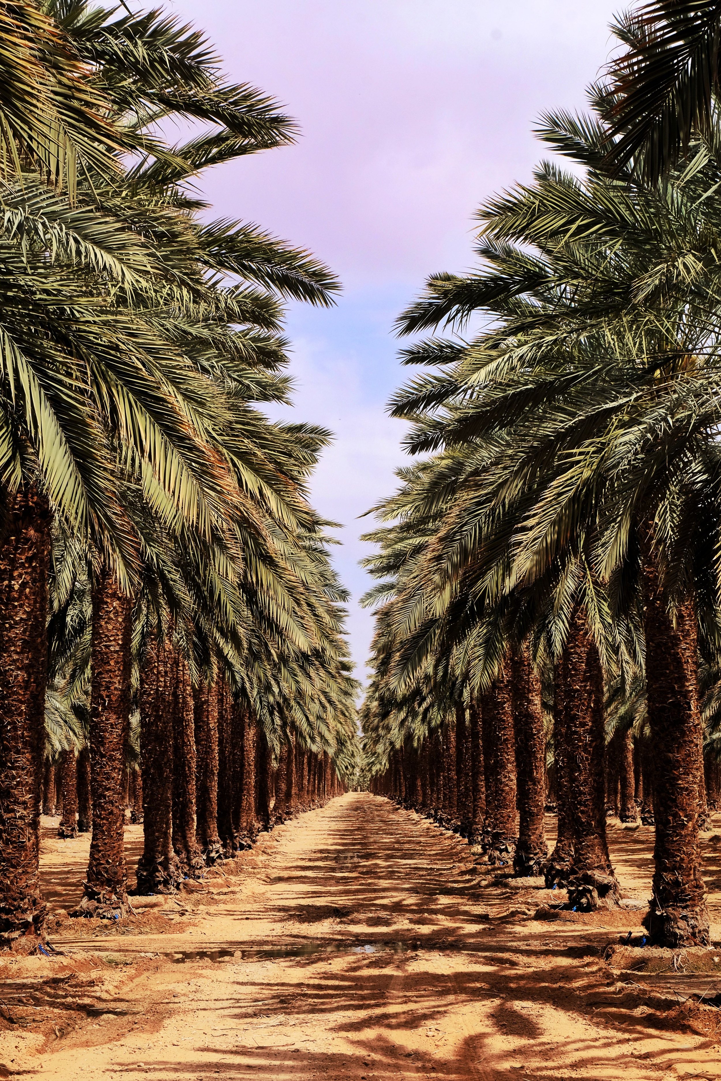 A pathway through a large palm tree plantation with rows of tall palm trees on both sides and a sandy ground, under a cloudy sky.
