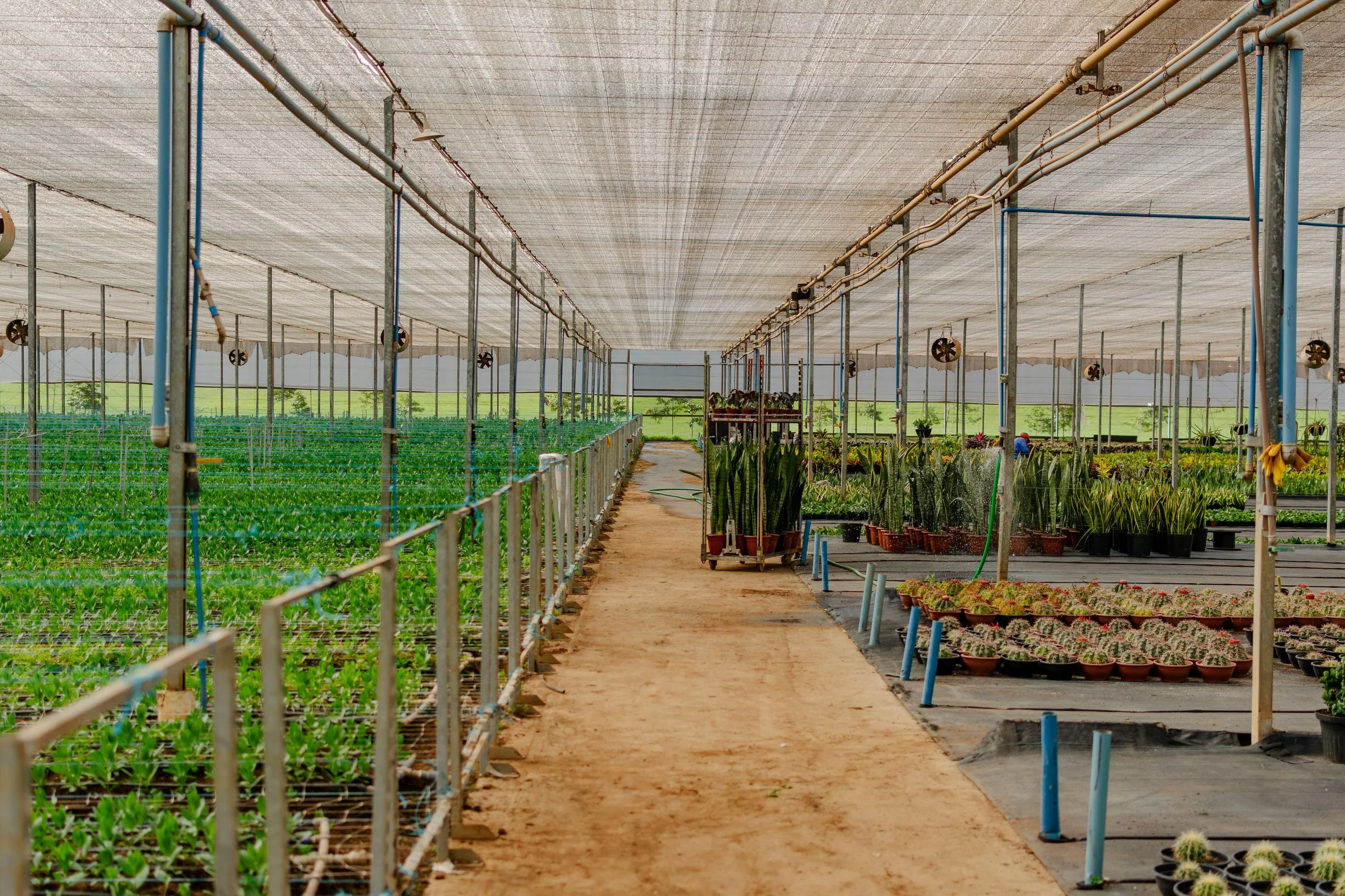 Inside a greenhouse with rows of plants in pots, ceiling covered with shade cloth, and irrigation system piping along the ceiling
