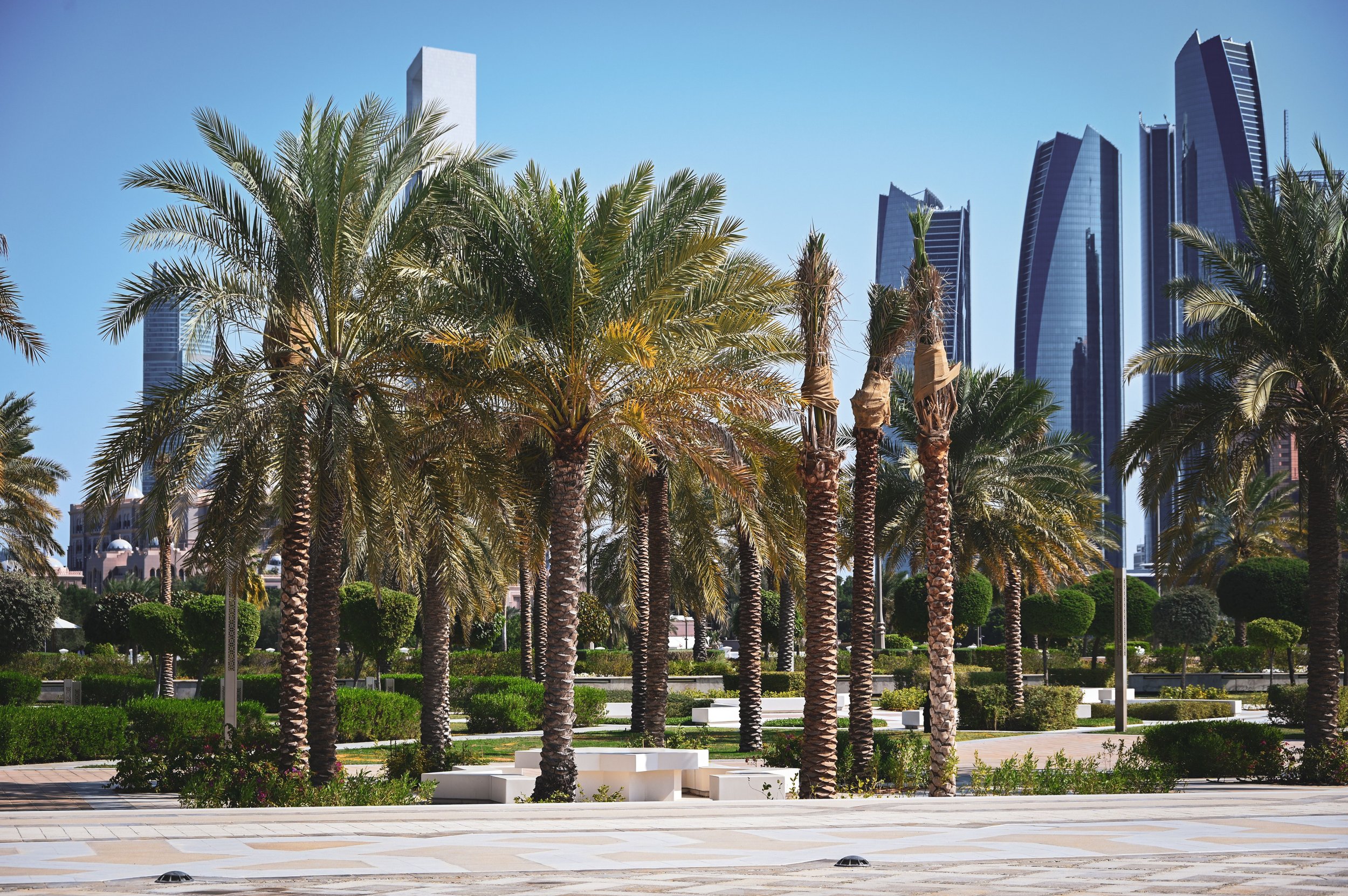 A city park with tall palm trees, lush green bushes, and low benches in front. In the background, modern skyscrapers with glass facades rise against a clear blue sky.