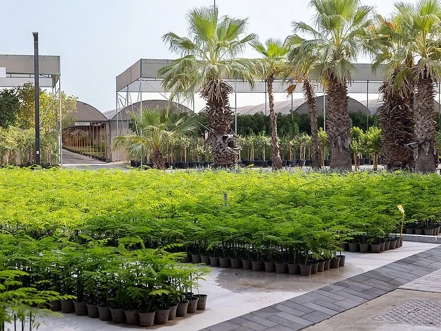 Nursery with rows of potted plants, palm trees, and shade structures.