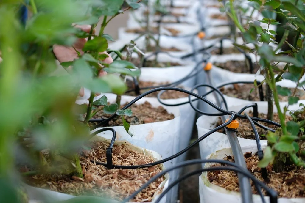 Rows of potted plants with a drip irrigation system in a garden or greenhouse.