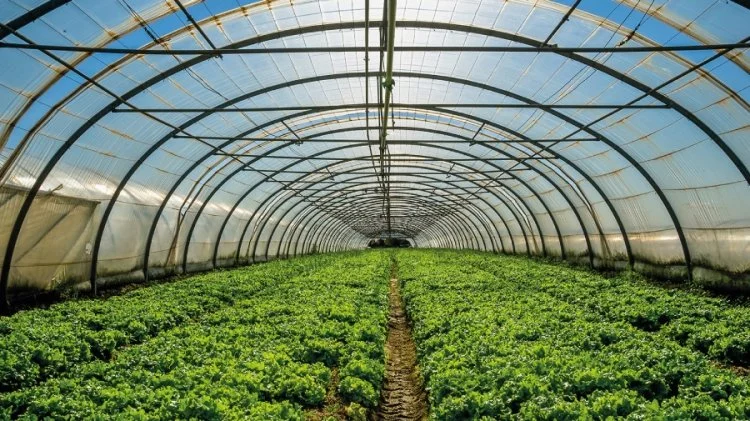 Inside a large greenhouse with rows of green leafy plants growing in soil beds.