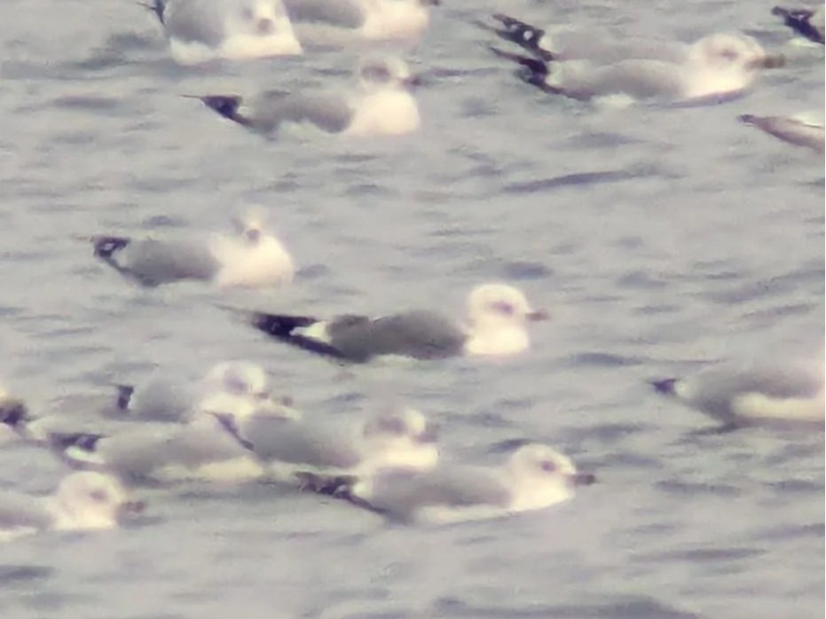 The Gull Gospel: The Simple Act of Not Knowing