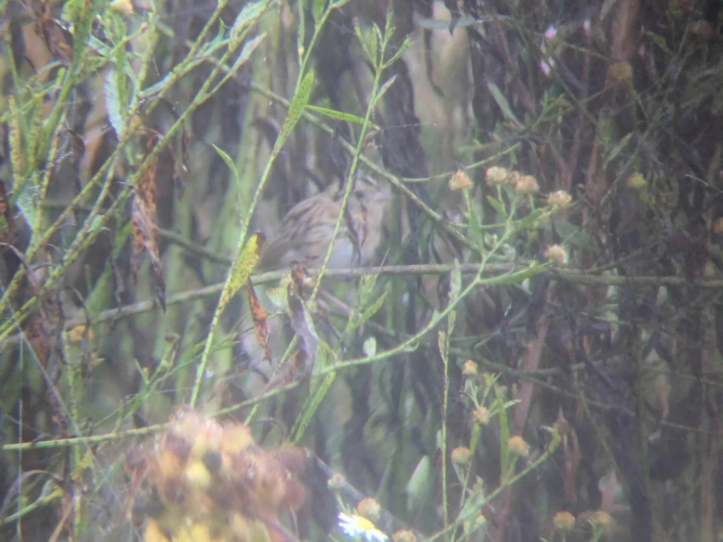 The Infamous Wedge-tailed Sparrow