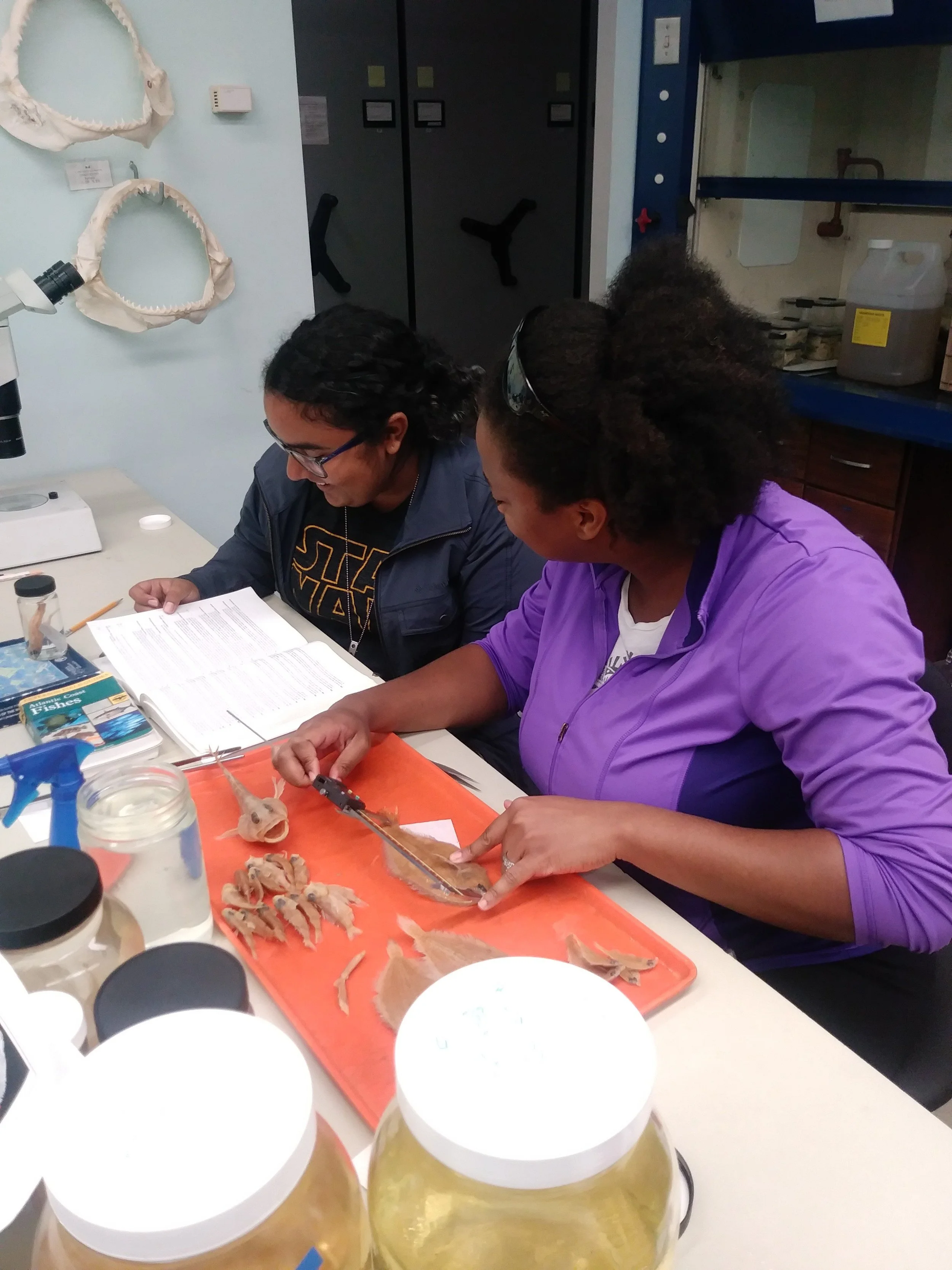 Dr. Adania Flemming and mentee Sorilis Ruiz-Escobar working together in the ichthyology lab to identify preserved fishes, with Sorilis consulting an identification guide as Dr. Flemming takes specimen measurements.