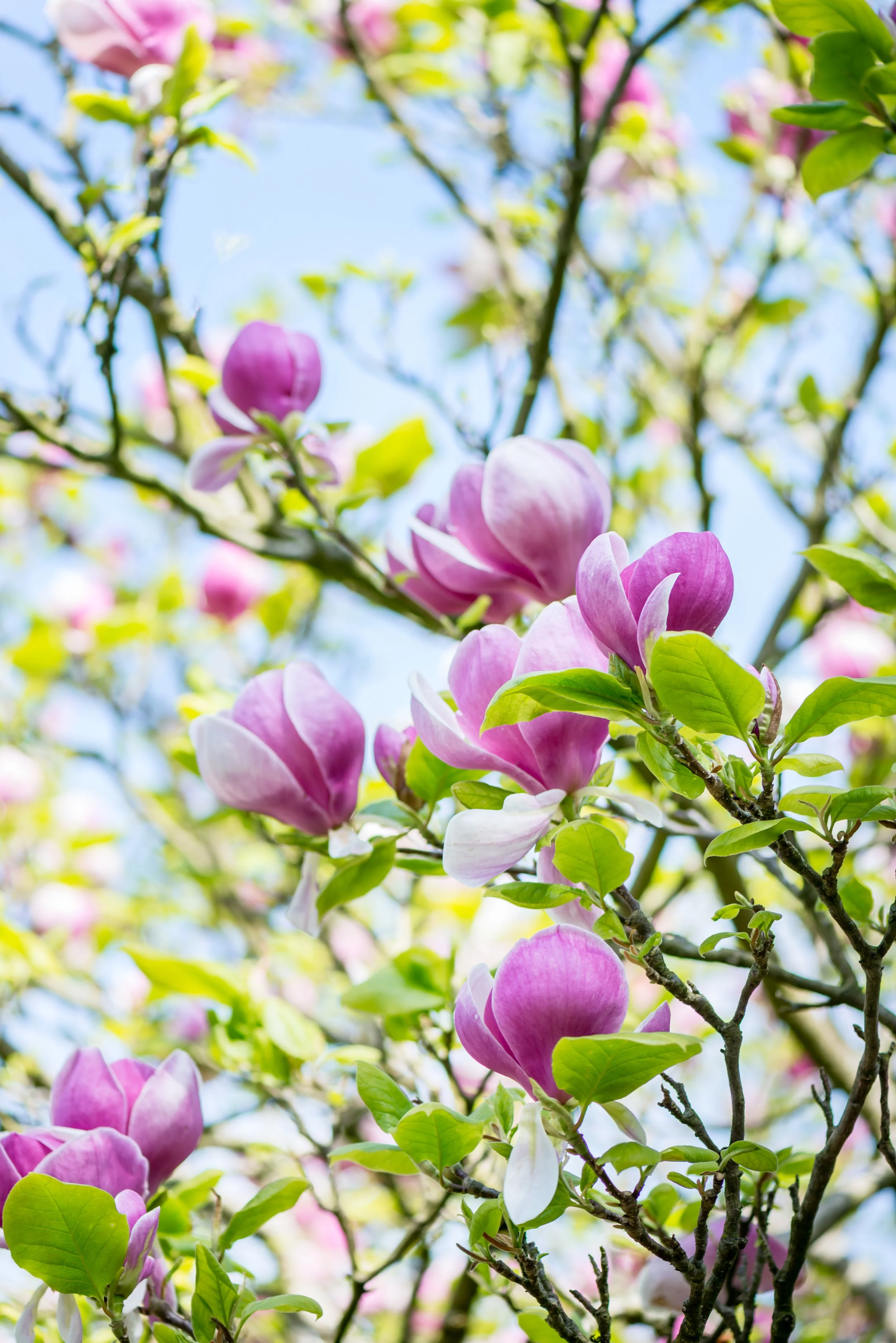 Close-up of pink and white bloomed flowers on tree branches with green leaves and a blue sky in the background.