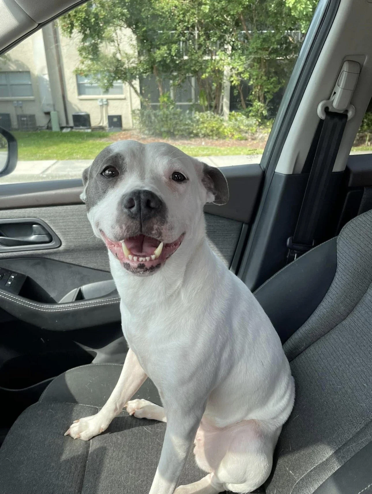 Smiling white and gray dog sitting on a car seat inside a vehicle, with the car window and green trees visible outside.