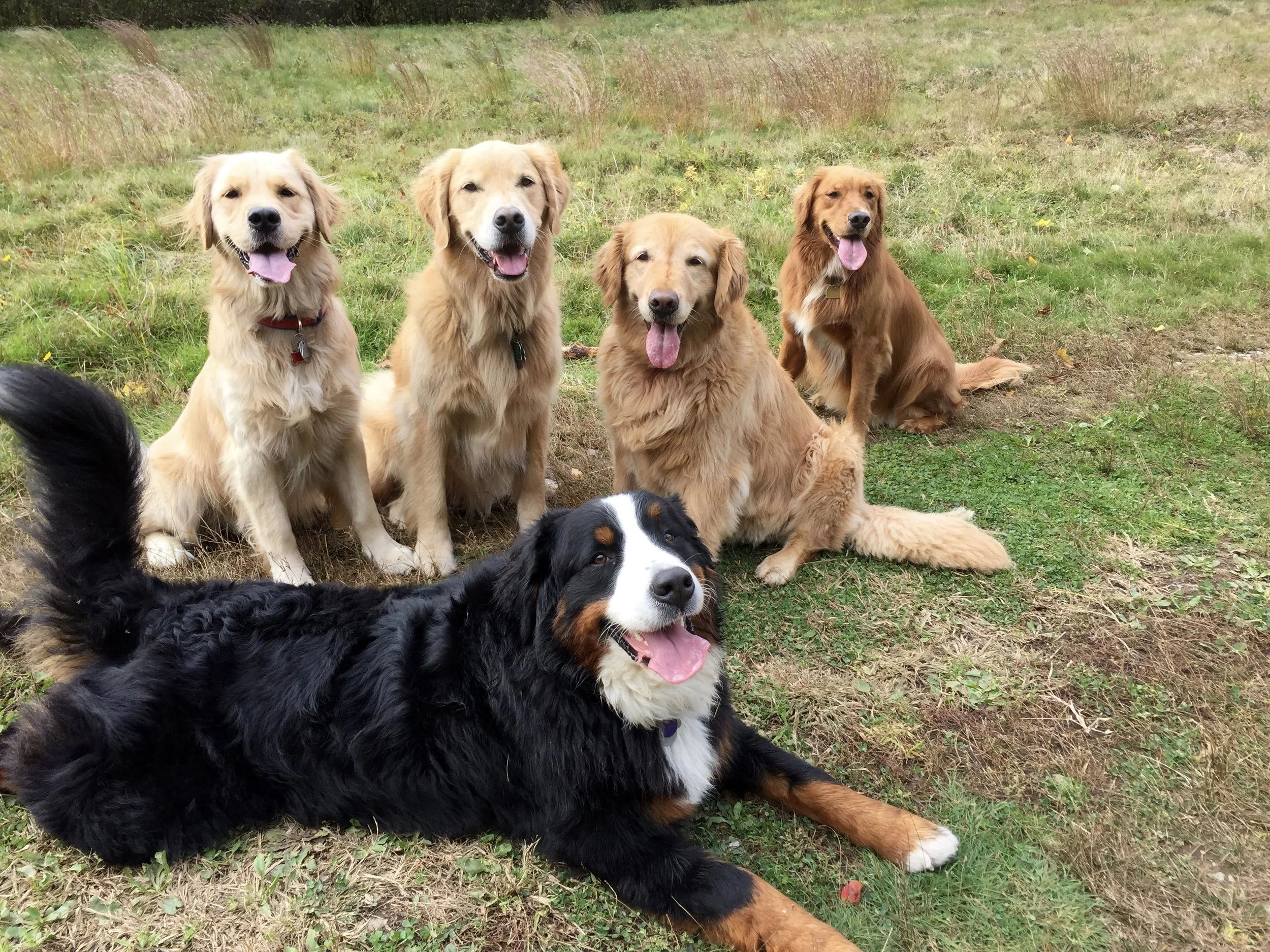 Four golden retriever dogs and one Bernese Mountain Dog sitting on grass in a field, smiling with tongues out, during daytime.