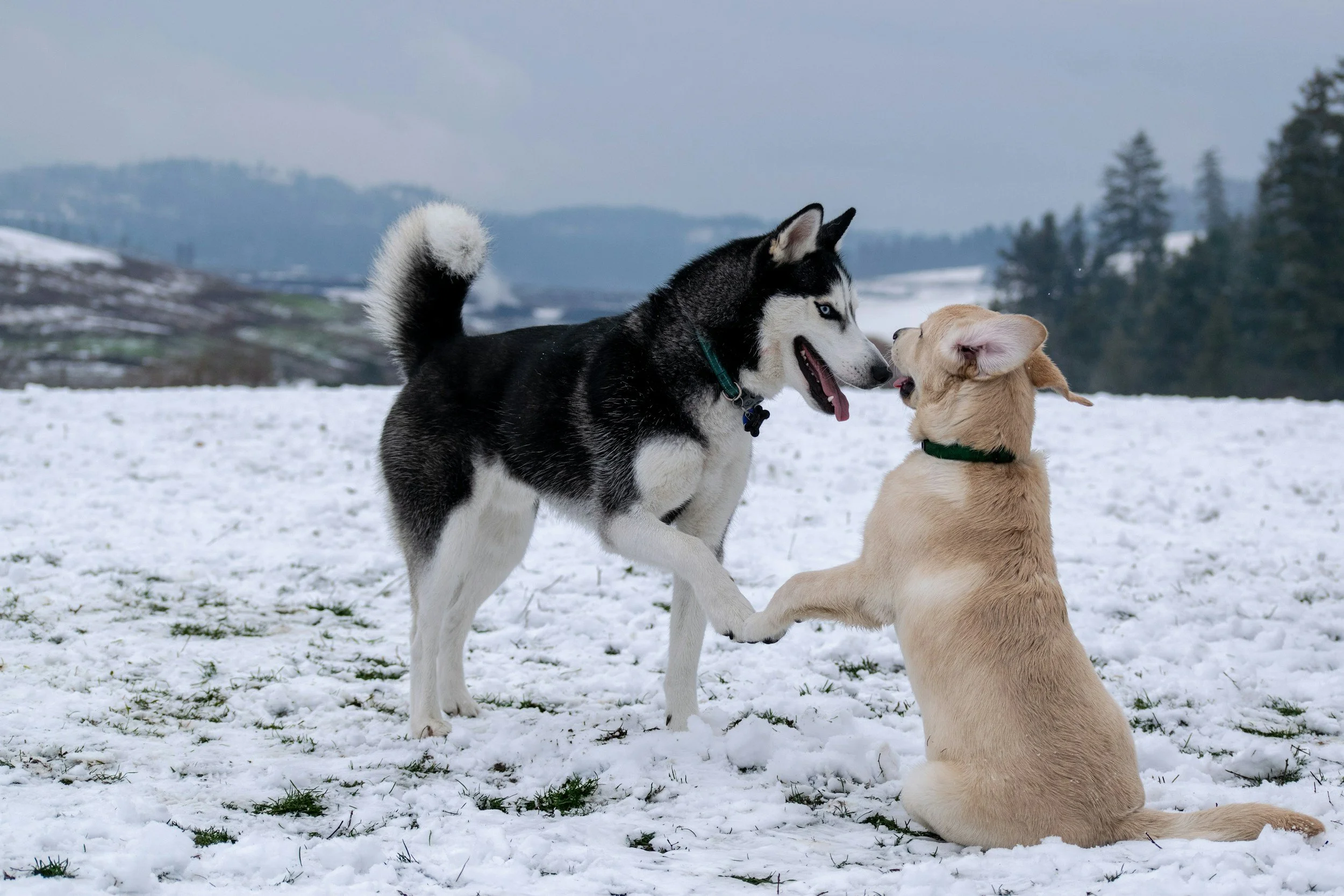 A black and white Siberian Husky playing with a yellow Labrador Retriever puppy on a snowy field, with hills and trees in the background.