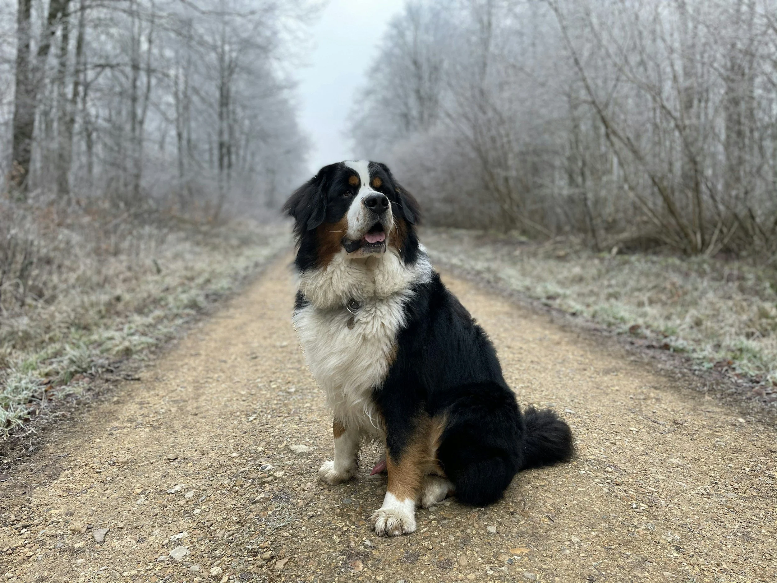 Two Bernese Mountain Dogs on a dirt path in a wooded, wintery landscape with leafless trees.