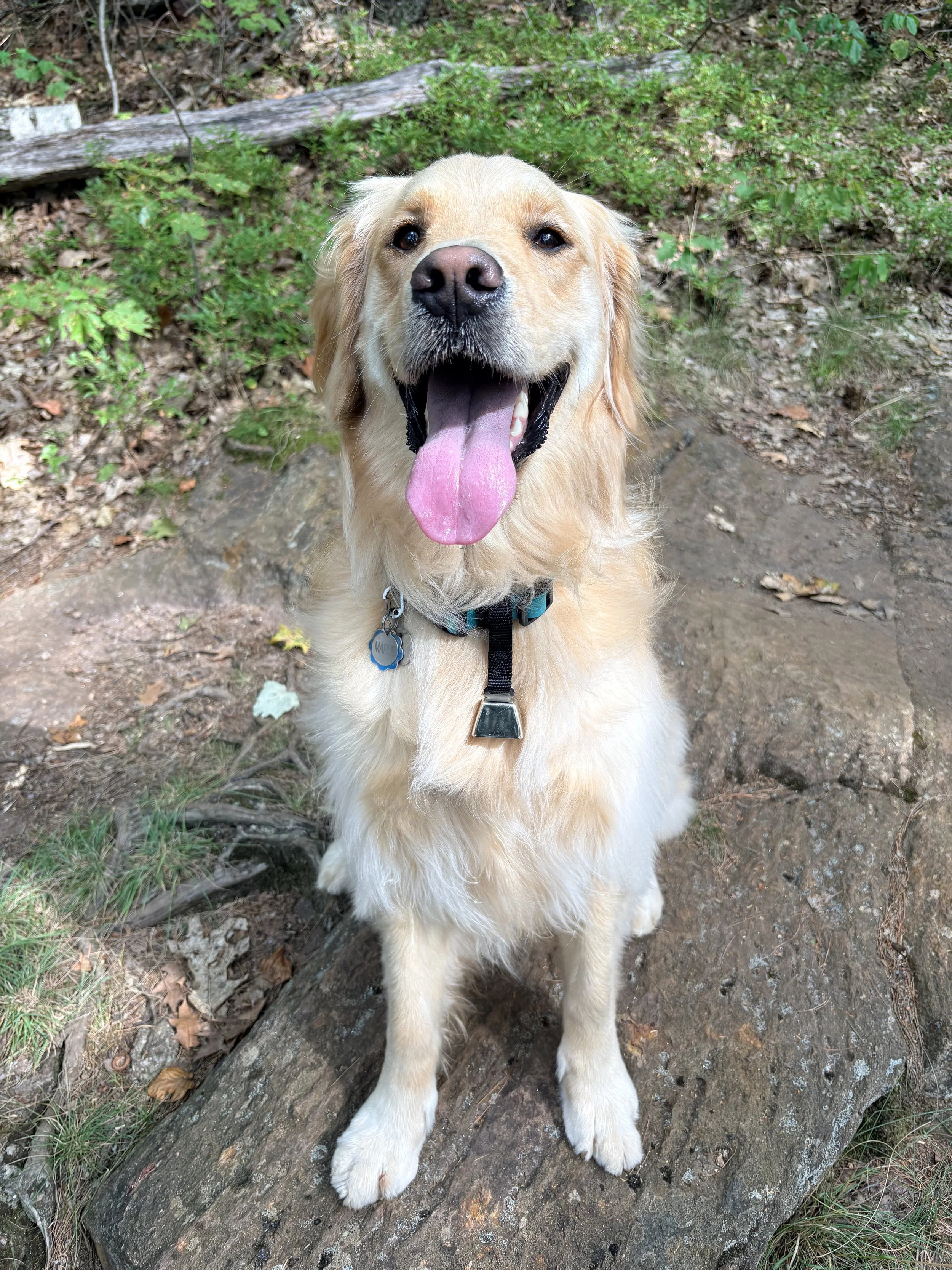 Golden retriever puppy sitting in a forested area with green plants and dirt ground.