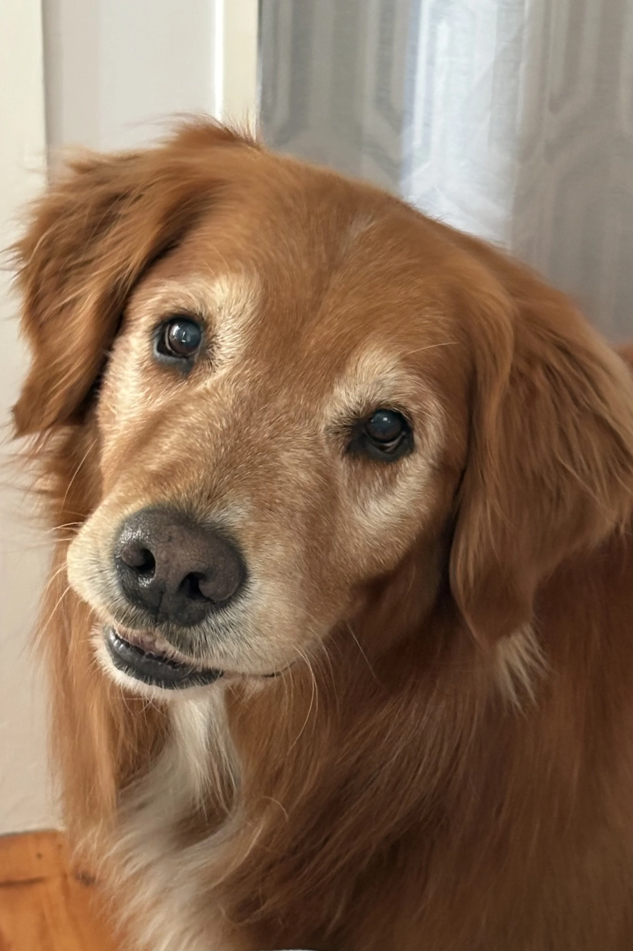 Close-up of a golden retriever dog with expressive eyes and a black nose