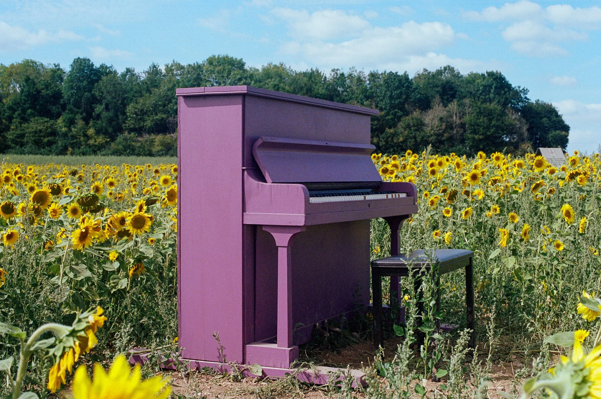 A purple piano with a bench in a sunflower field under a partly cloudy sky, with trees in the background.