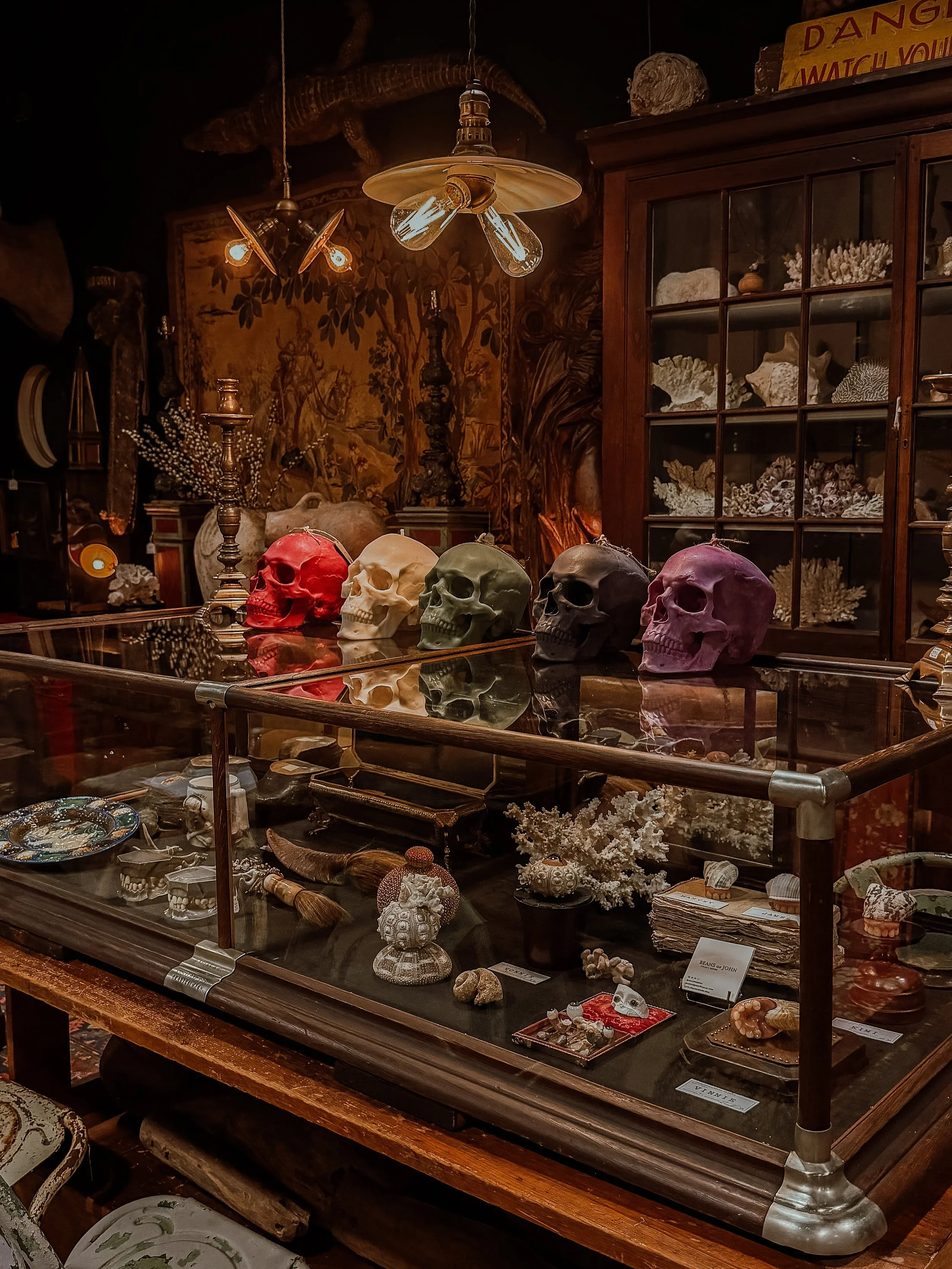 Five skull models stained red, yellow, green and gray on display in the Cvrated showroom