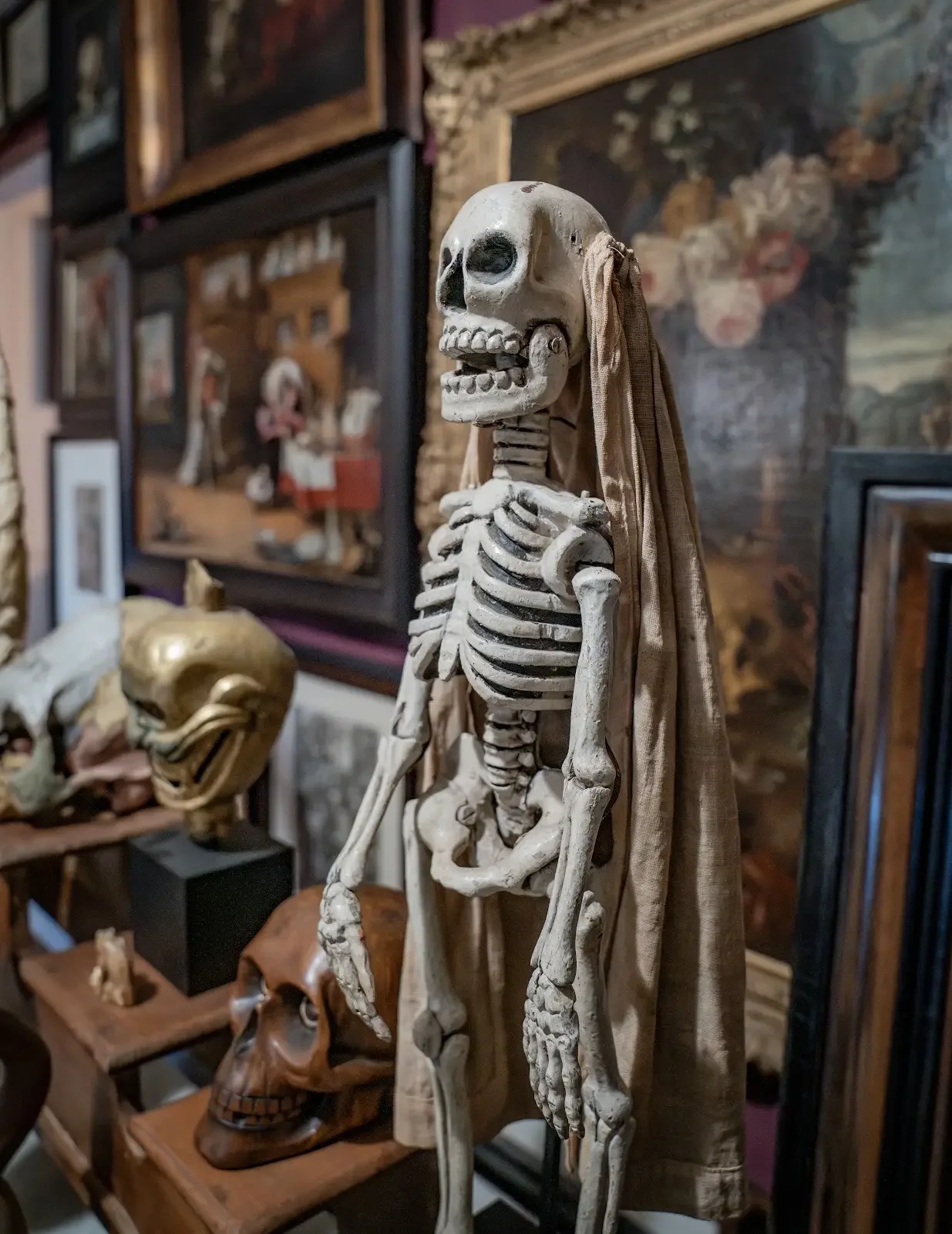 A vintage human skeleton model with fabric draped over its head, standing next to framed artwork and other skulls in a room decorated with various skull and portrait pictures.