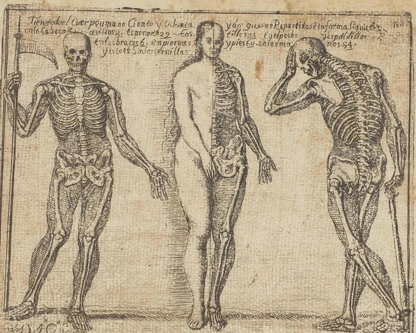 An old vintage anatomical illustration showing three human figures with detailed skeletal structures, one in the center with half of the body flesh and the others showing skeletons, with handwritten notes in Spanish at the top.