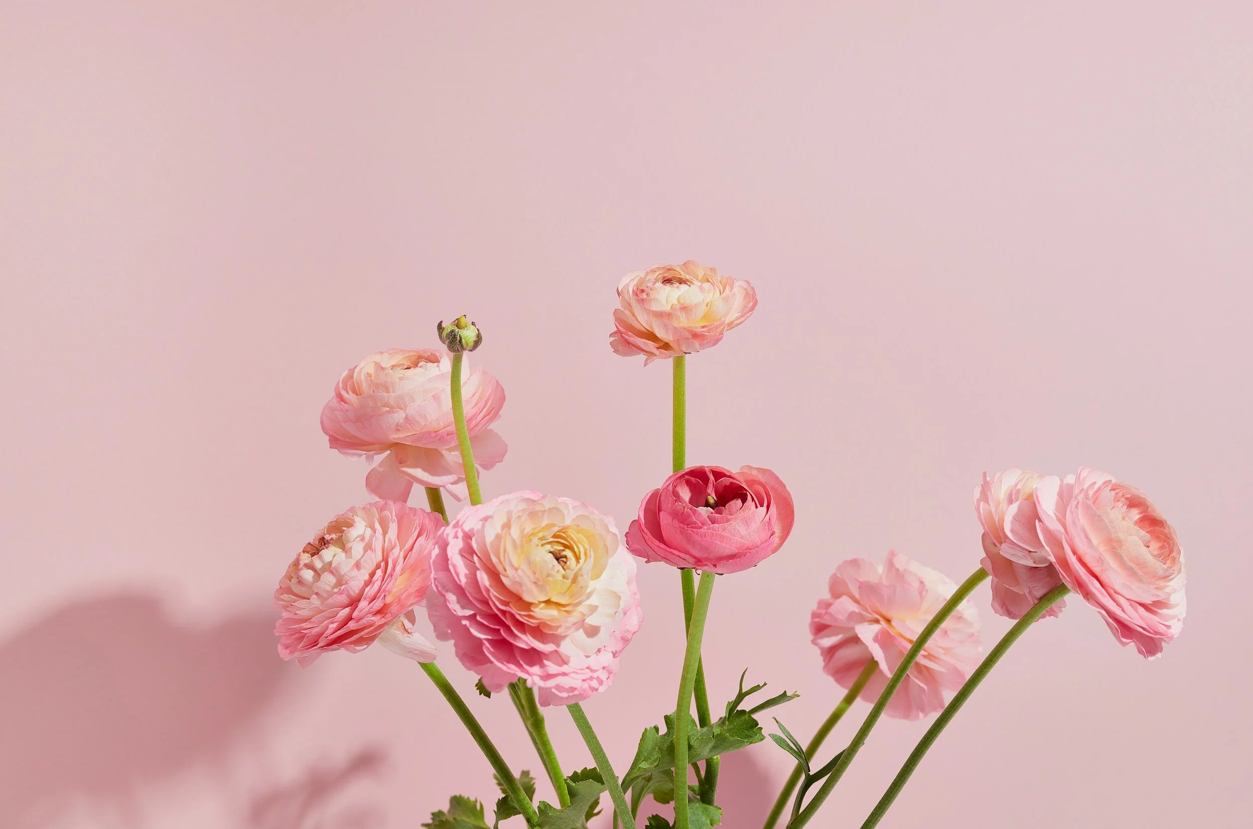 A bouquet of pink and cream ranunculus flowers with green stems and leaves set against a light pink background.