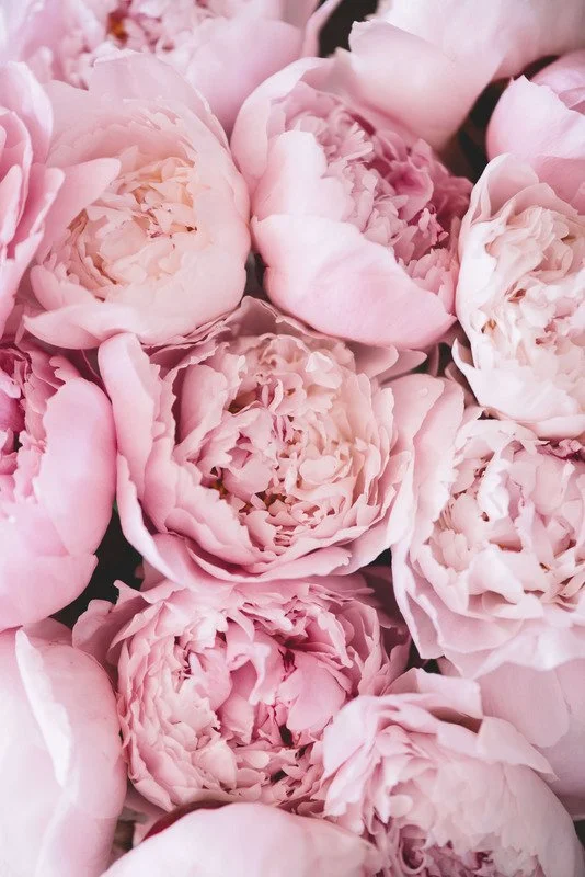 Close-up of pink peony flowers in full bloom.