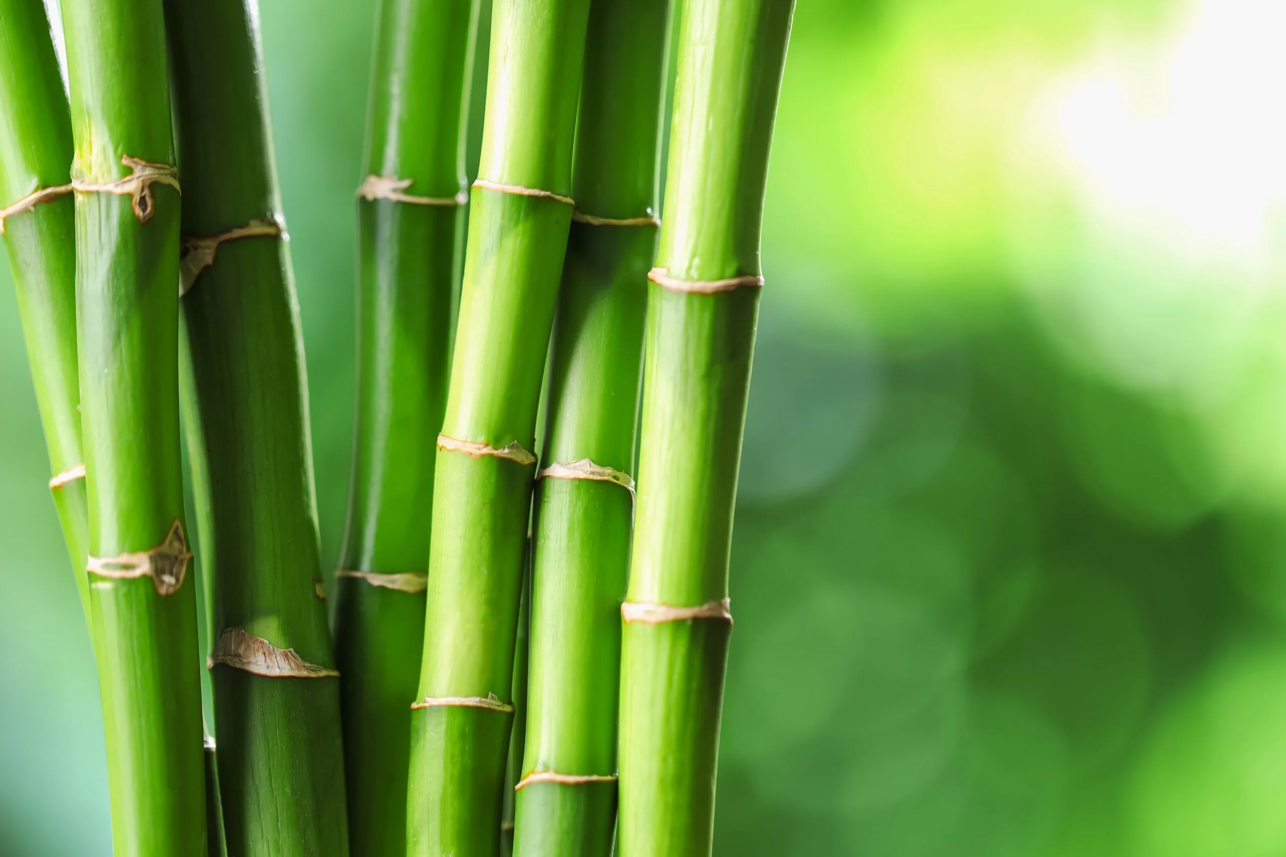 SWEN Terra Secures €125M at Second Close as Institutional Capital Deepens Its Bet on Regenerative Ag