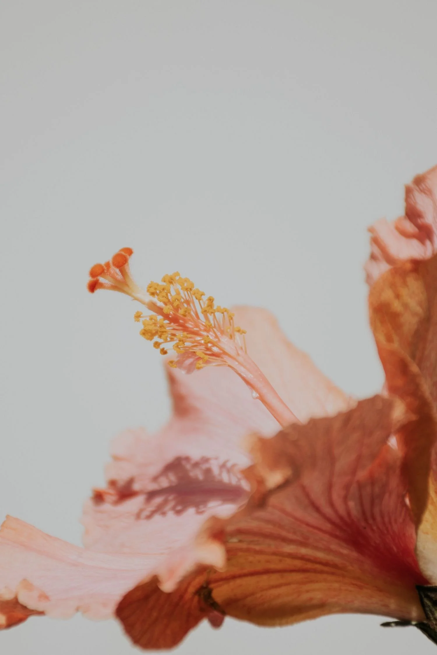 Close-up of a pink flower with yellow stamens against a plain, light background.