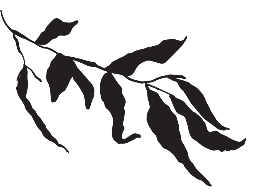 Silhouette of a branch with leaves against a black background.
