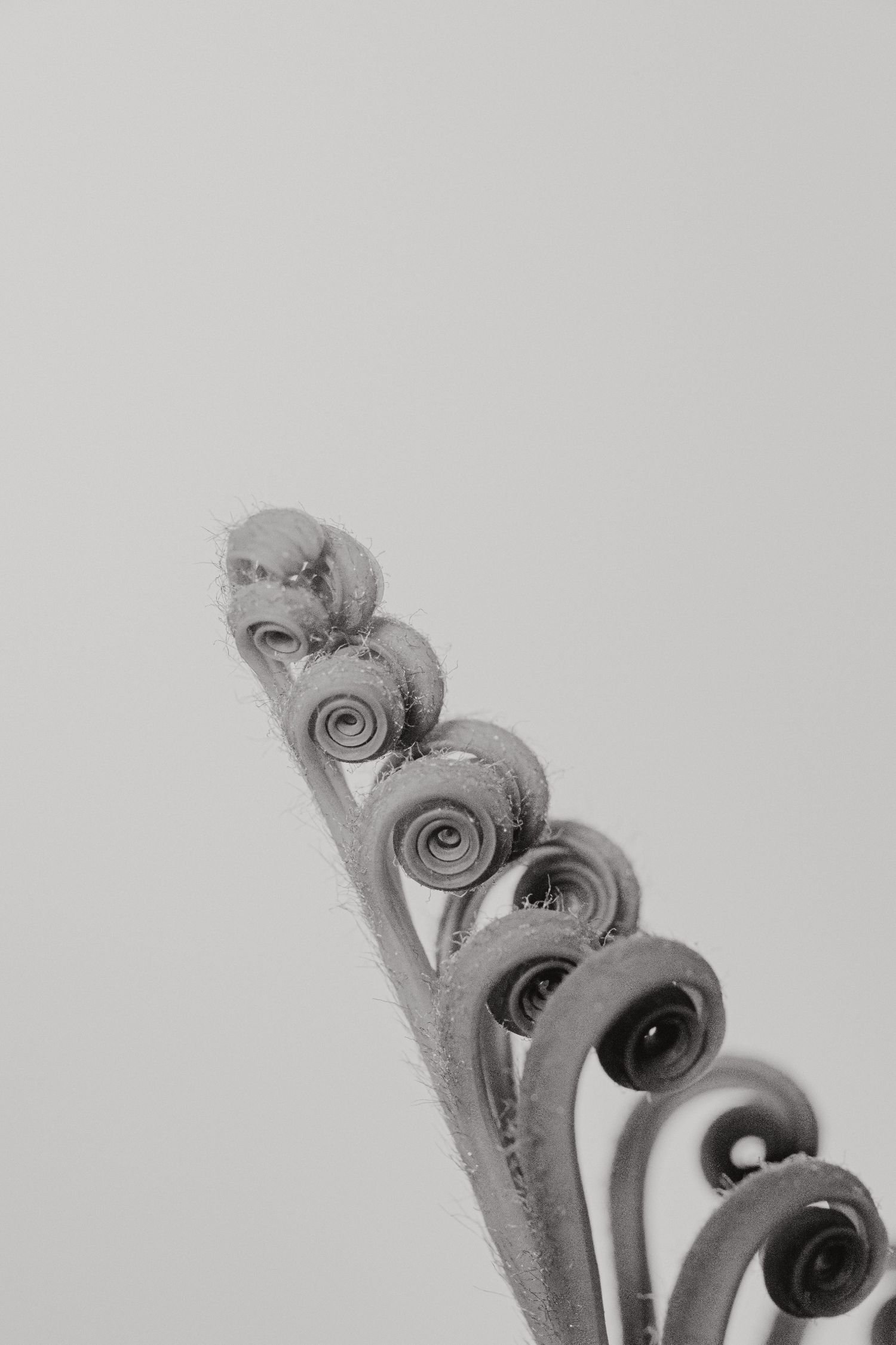 Close-up black and white photo of a curled hairpin with ridges, with water droplets on its surface.