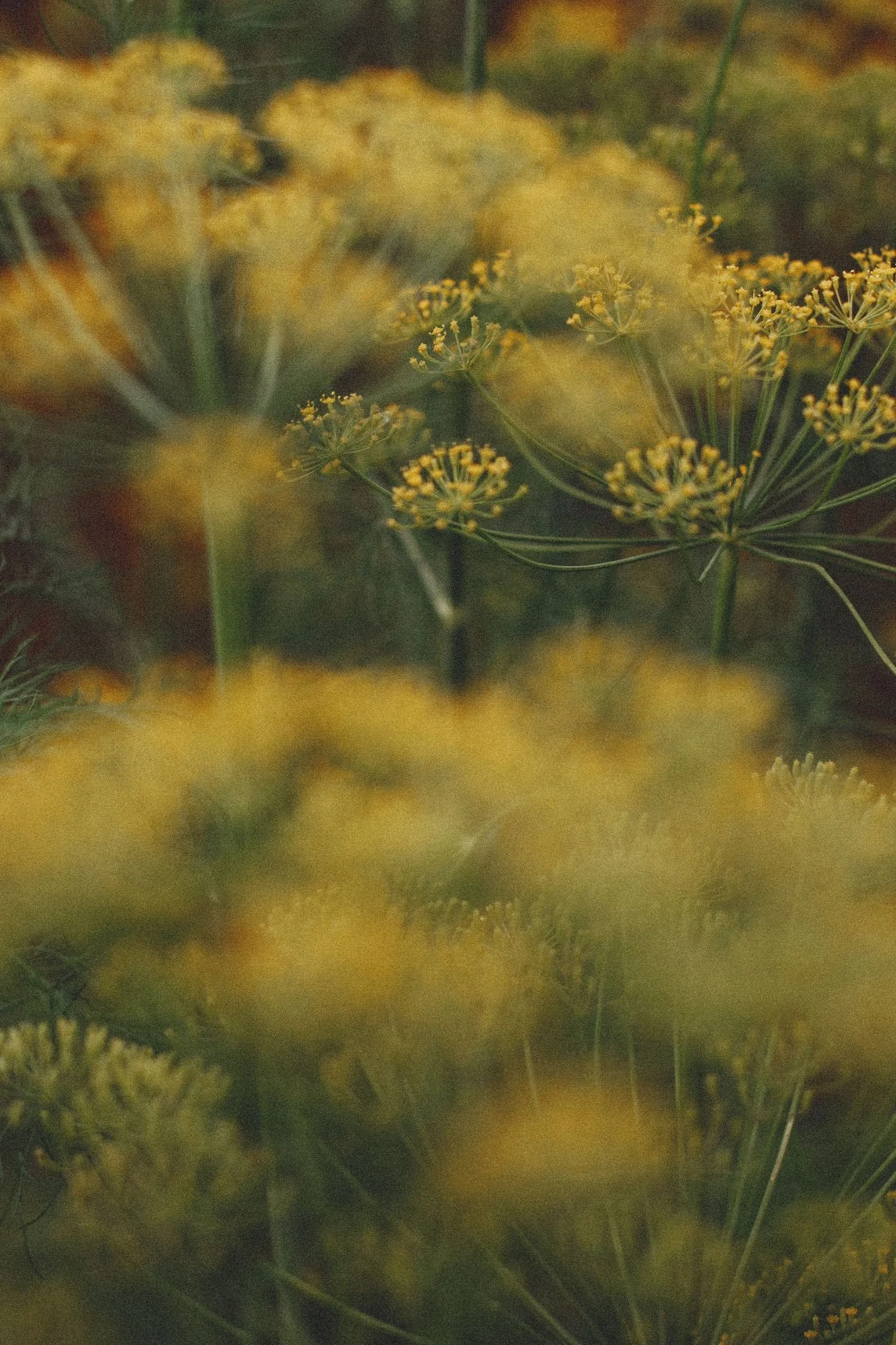 Close-up of yellow wildflowers and green stems with a blurred background.