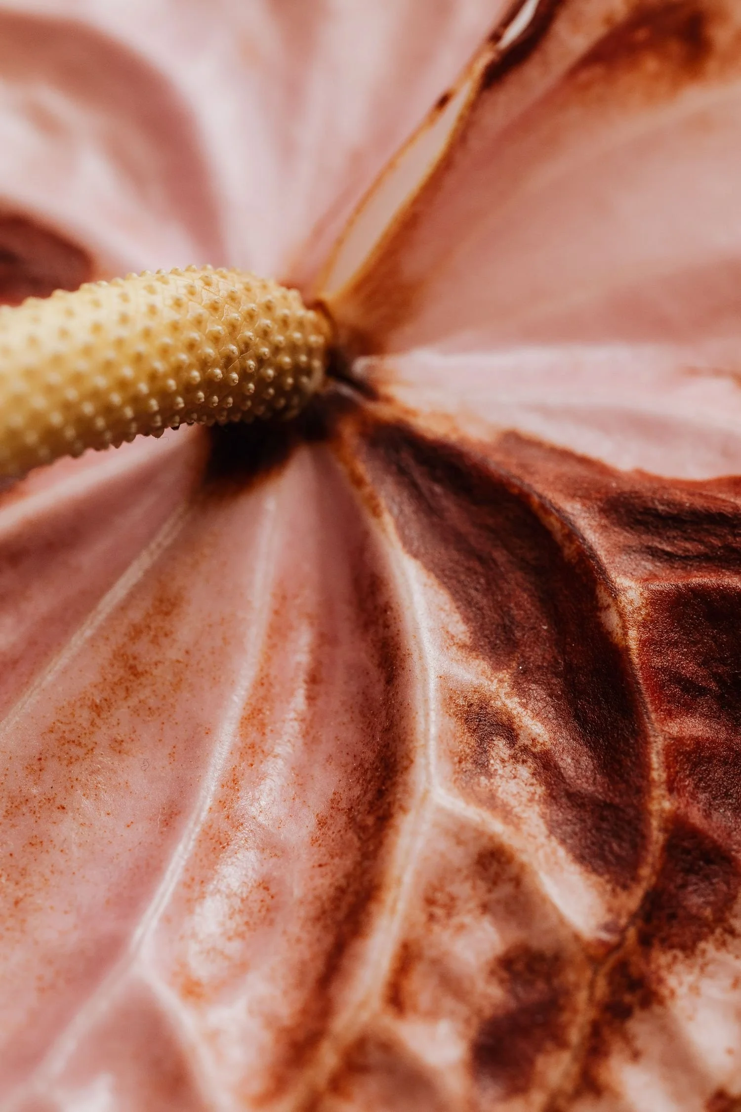 Close-up of a pink and brown flower with a textured yellow center