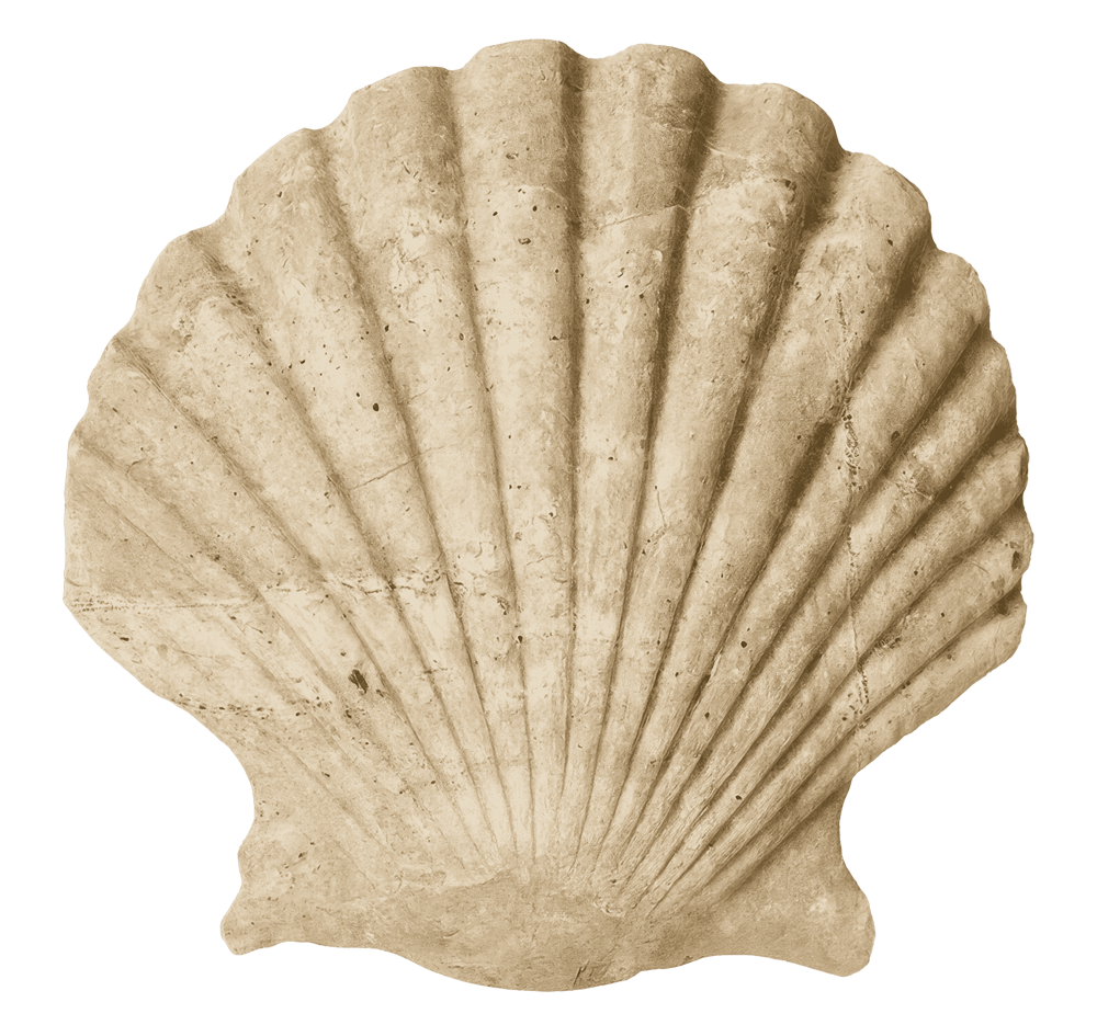 A beige scallop shell with ridges and a fan shape.