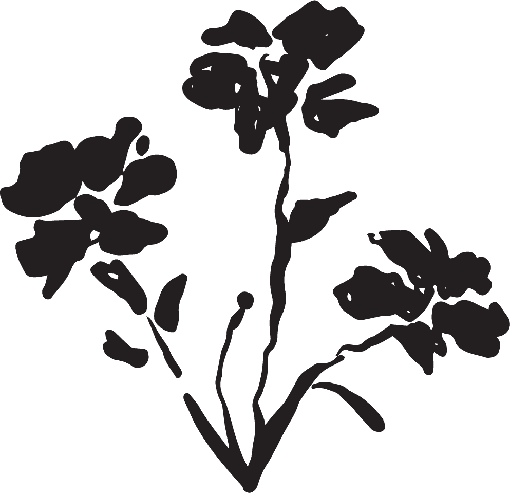 A black silhouette of a flower with multiple stems and leaves against a black background.