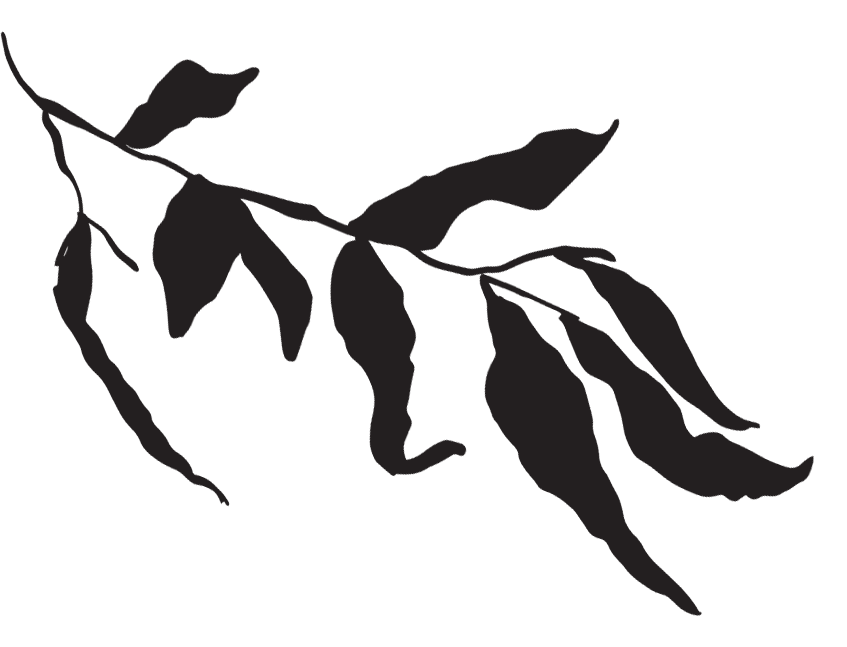 Silhouette of a branch with leaves against a black background