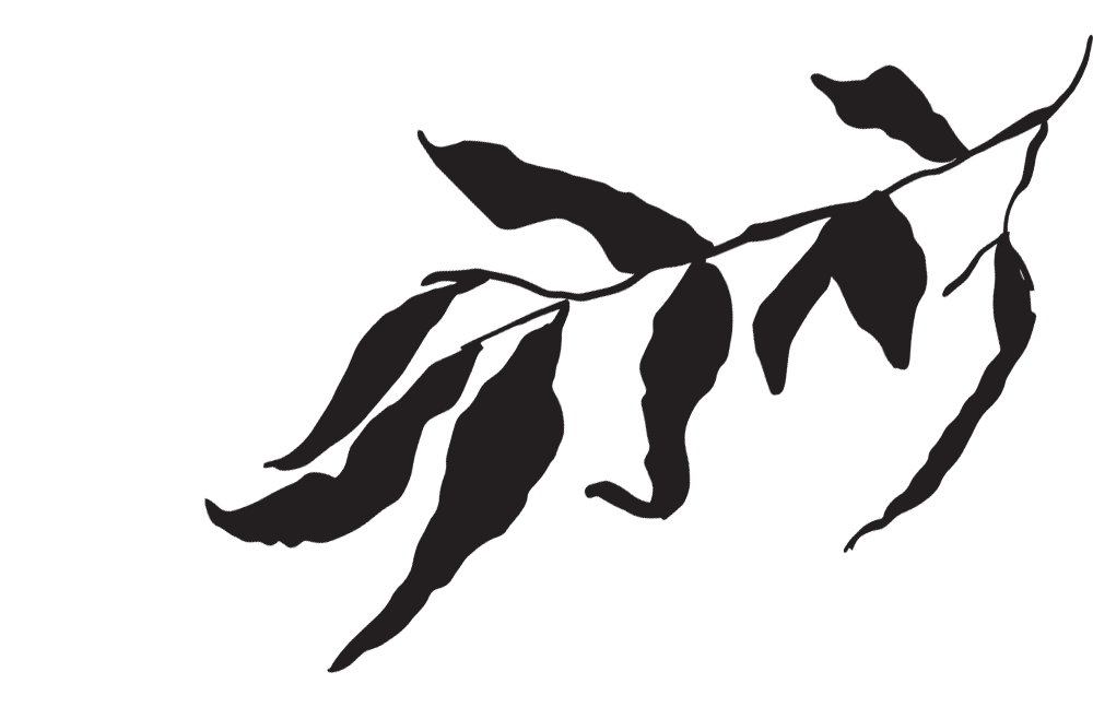 Silhouette of a branch with leaves.