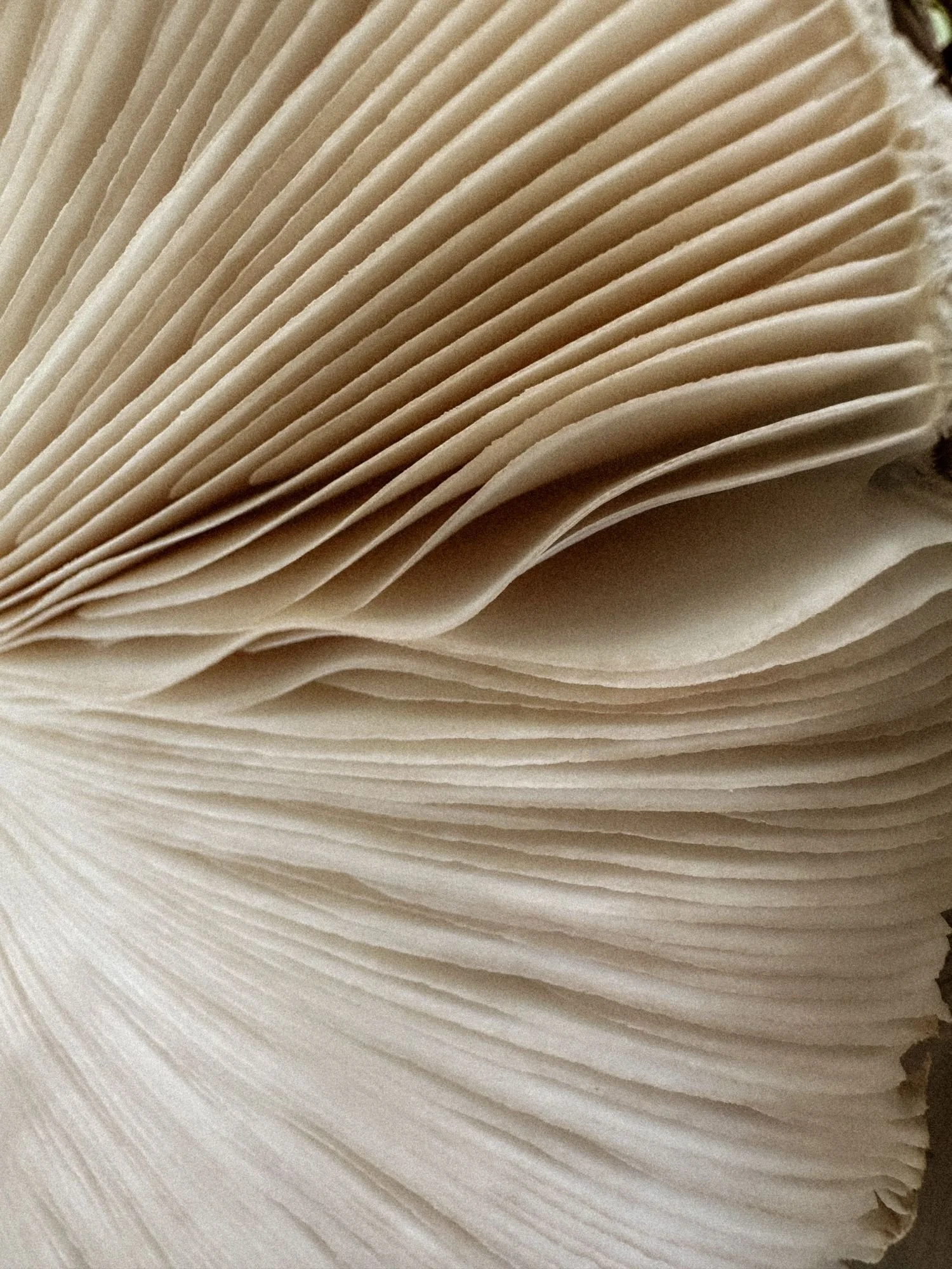 Close-up of overlapping white paper or pages with folds and creases.