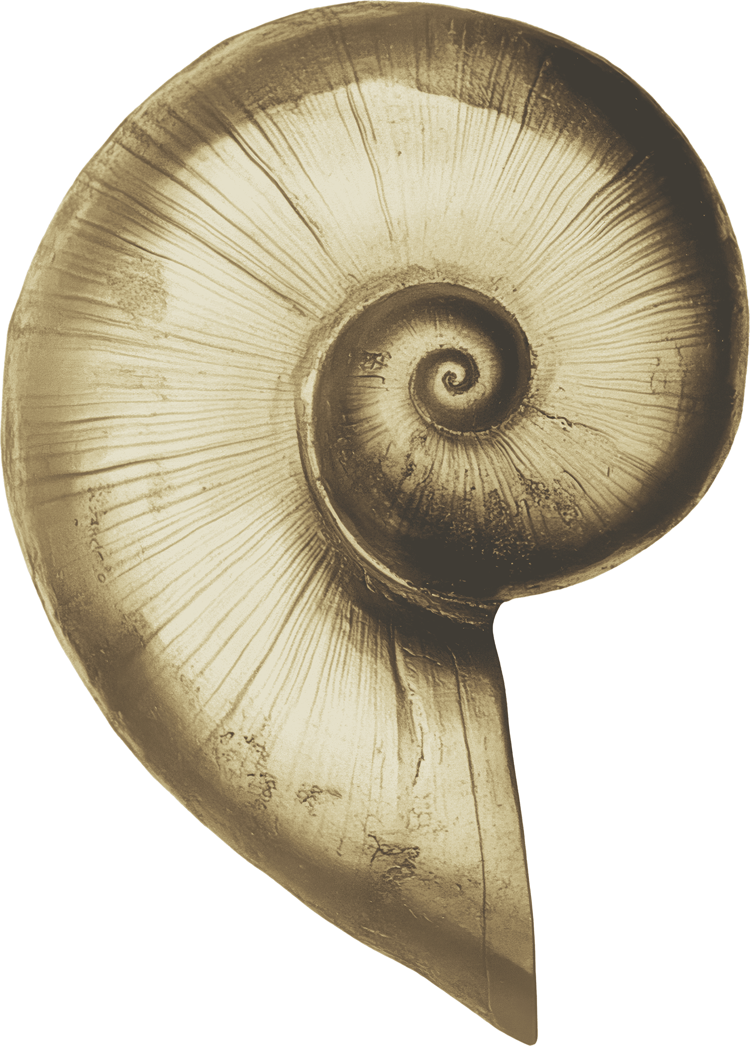 A close-up view of a seashell, displaying the spiral pattern and ridges in sepia tone with a dark background.