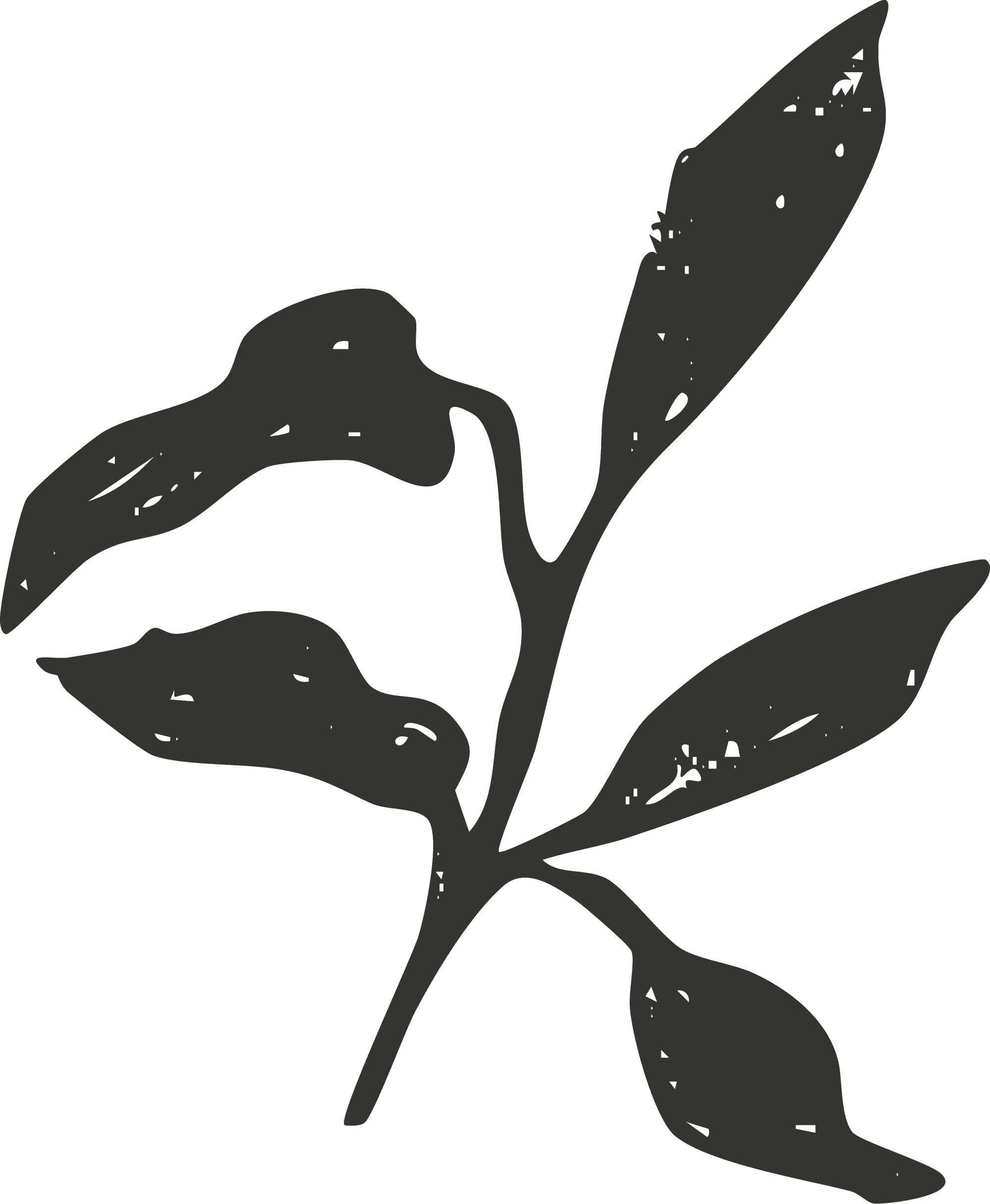 Silhouette of a potted plant with broad leaves on a black background.