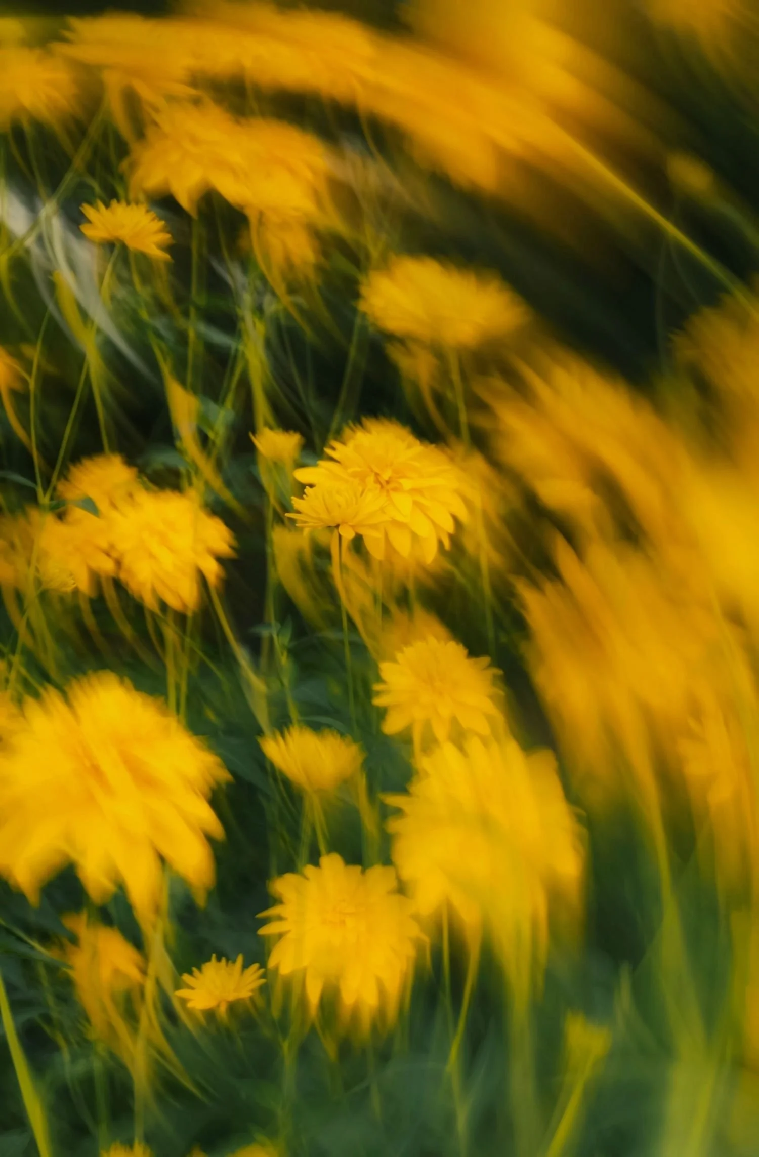 Blurred yellow flowers in a garden or field.