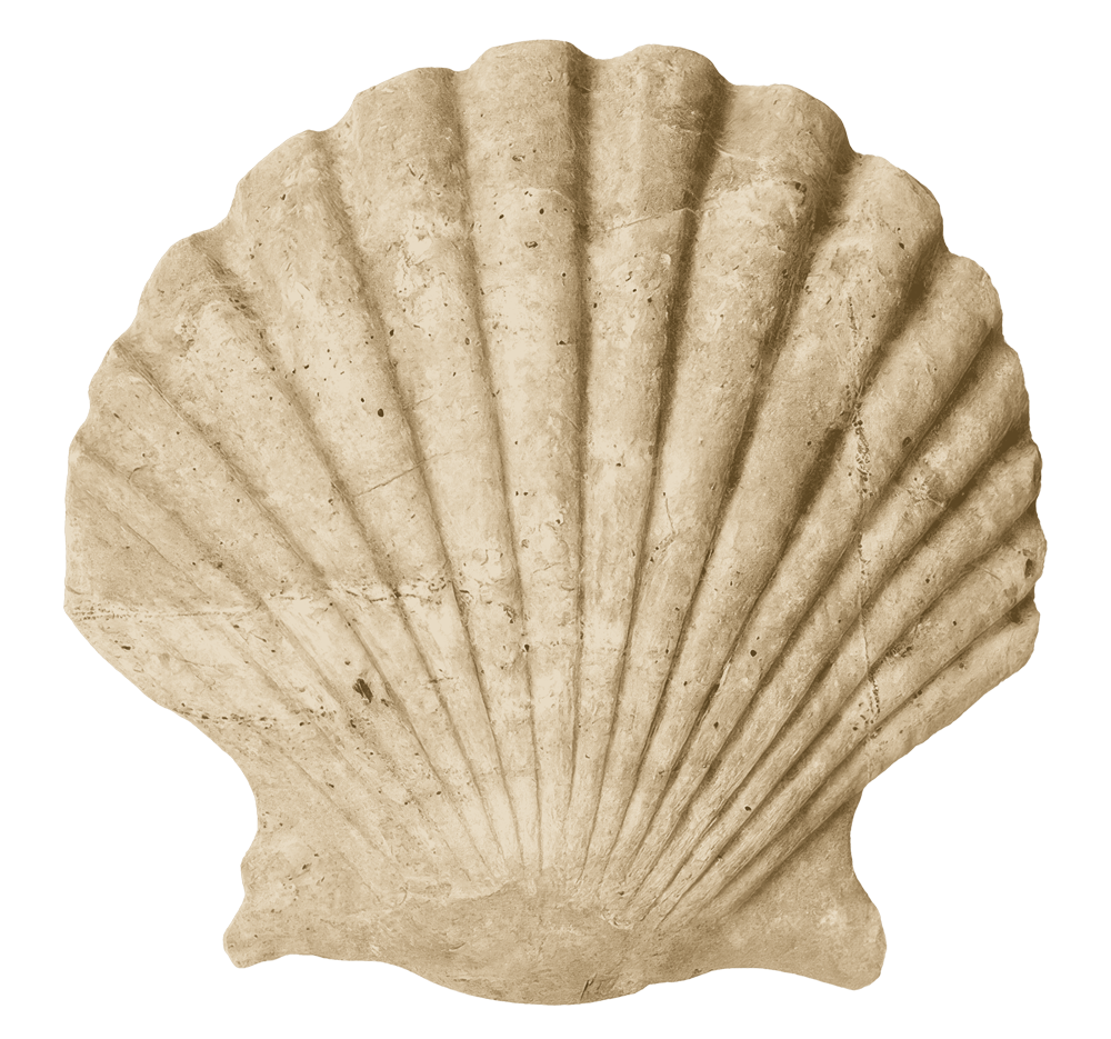 A beige scallop shell with ridges, isolated on a transparent background.