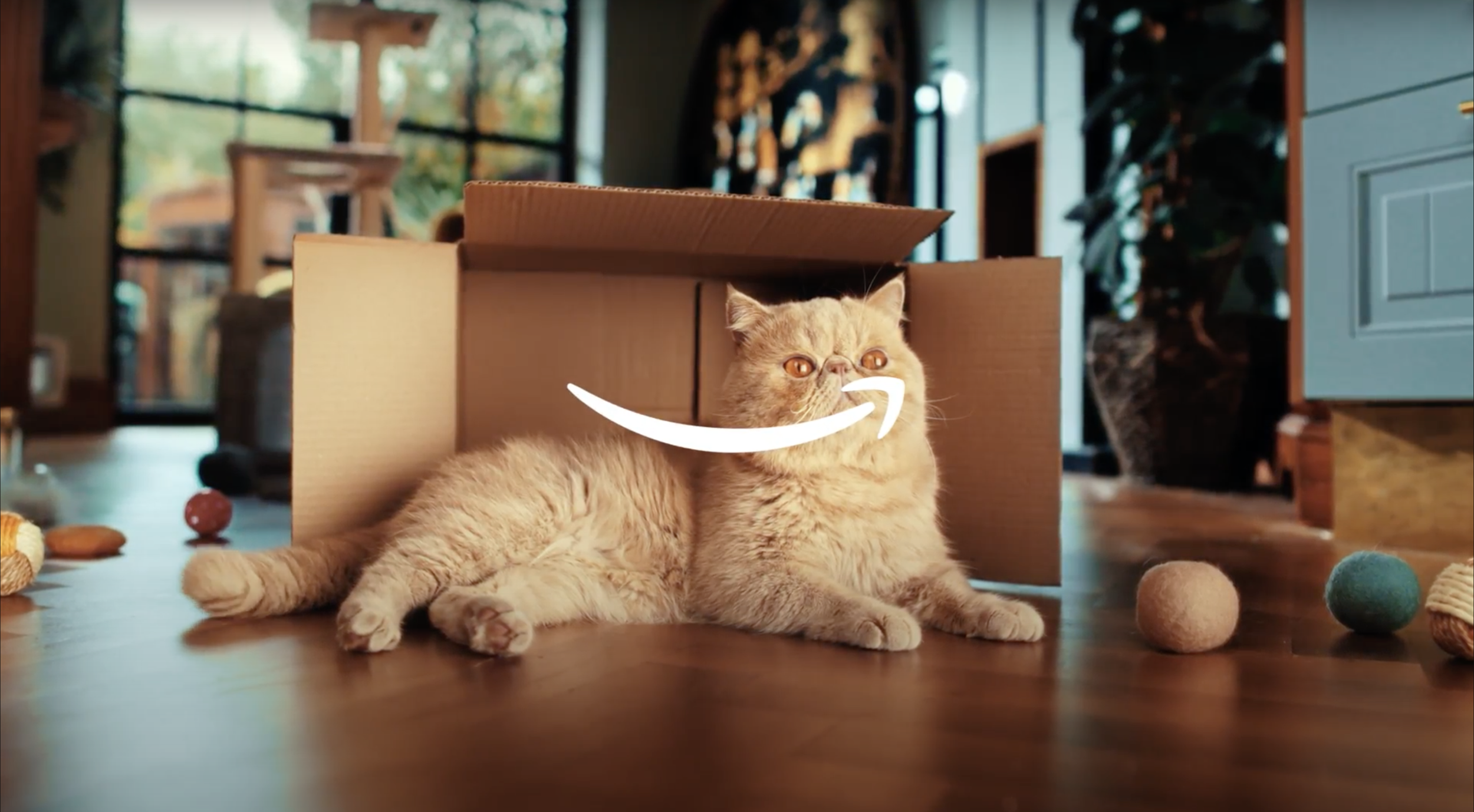 AMAZON - SORRY CATS